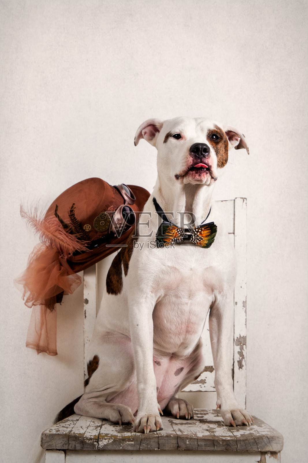 一只狗坐在旧椅子上，戴着孔雀羽毛蝴蝶结，背景是蒸汽朋克的帽子照片摄影图片