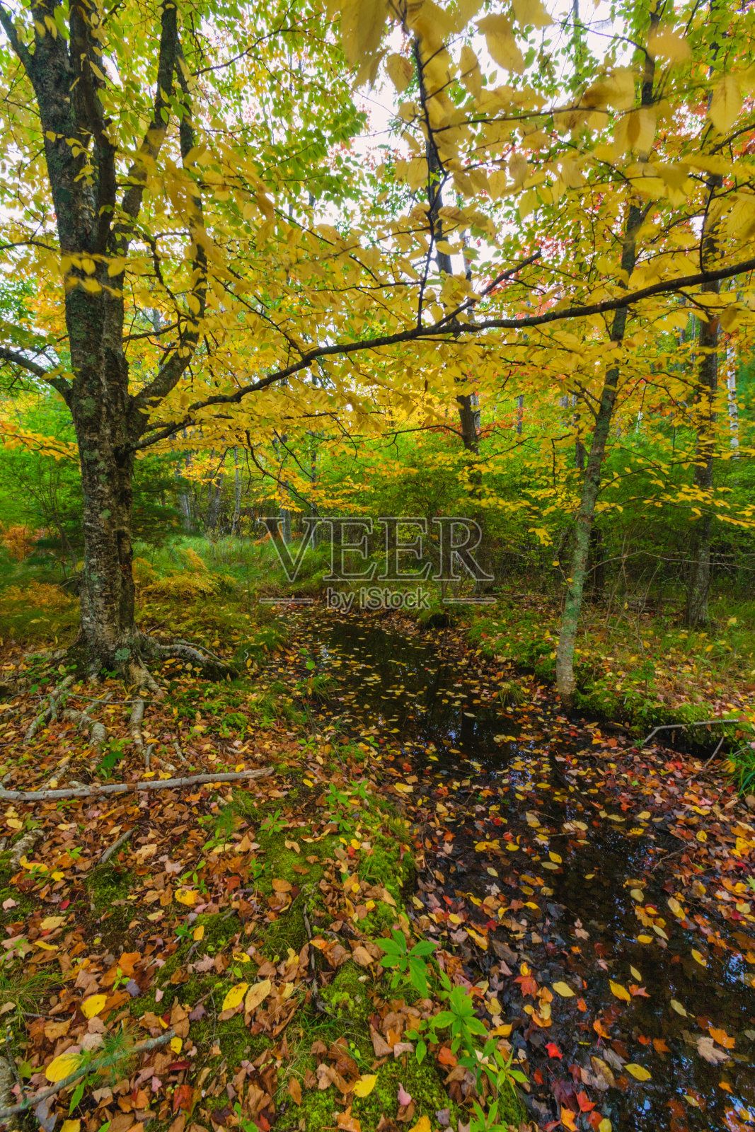 秋叶在溪，先生德蒙特地区，阿卡迪亚国家公园，缅因州照片摄影图片