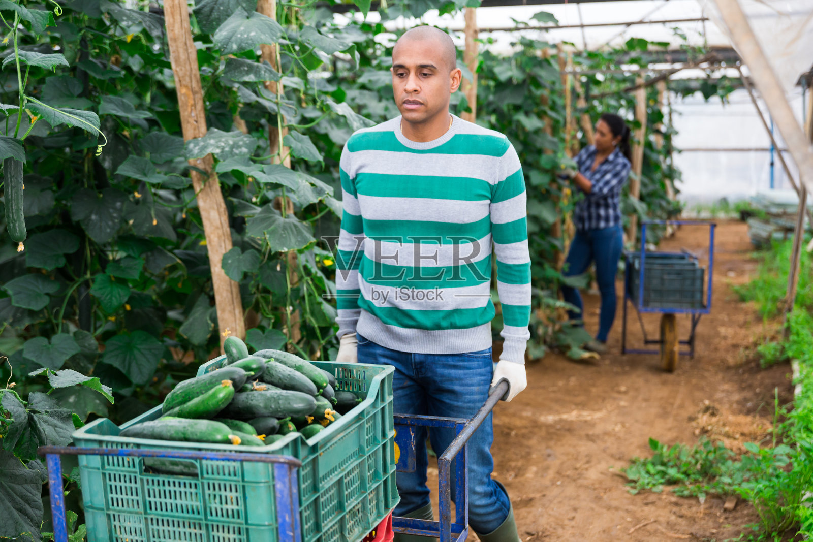 农民推着手推车在温室里收集黄瓜照片摄影图片