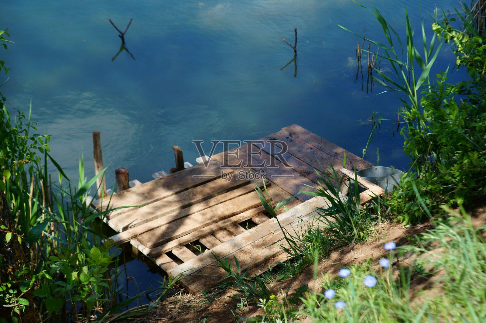 芦苇丛生的池塘。照片摄影图片
