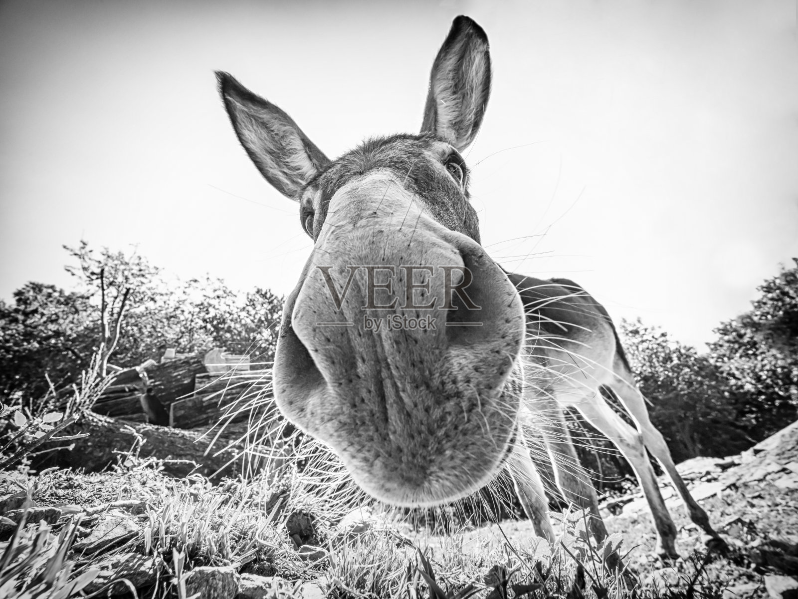 黑白相间的驴头照片摄影图片