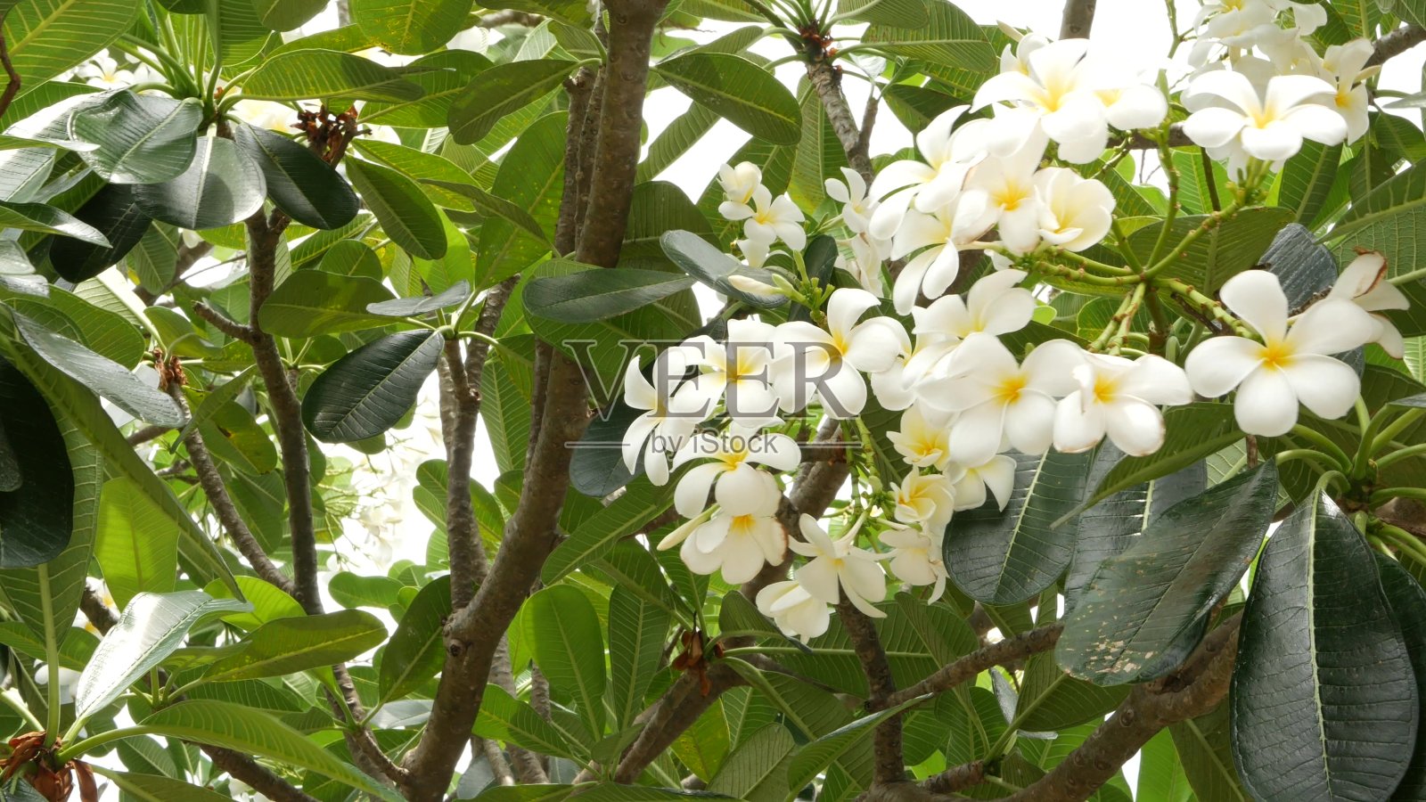 许多奇异的白色花朵。盛开的鸡蛋花一套白色的热带花在绿色的树上。自然热带异域背景照片摄影图片