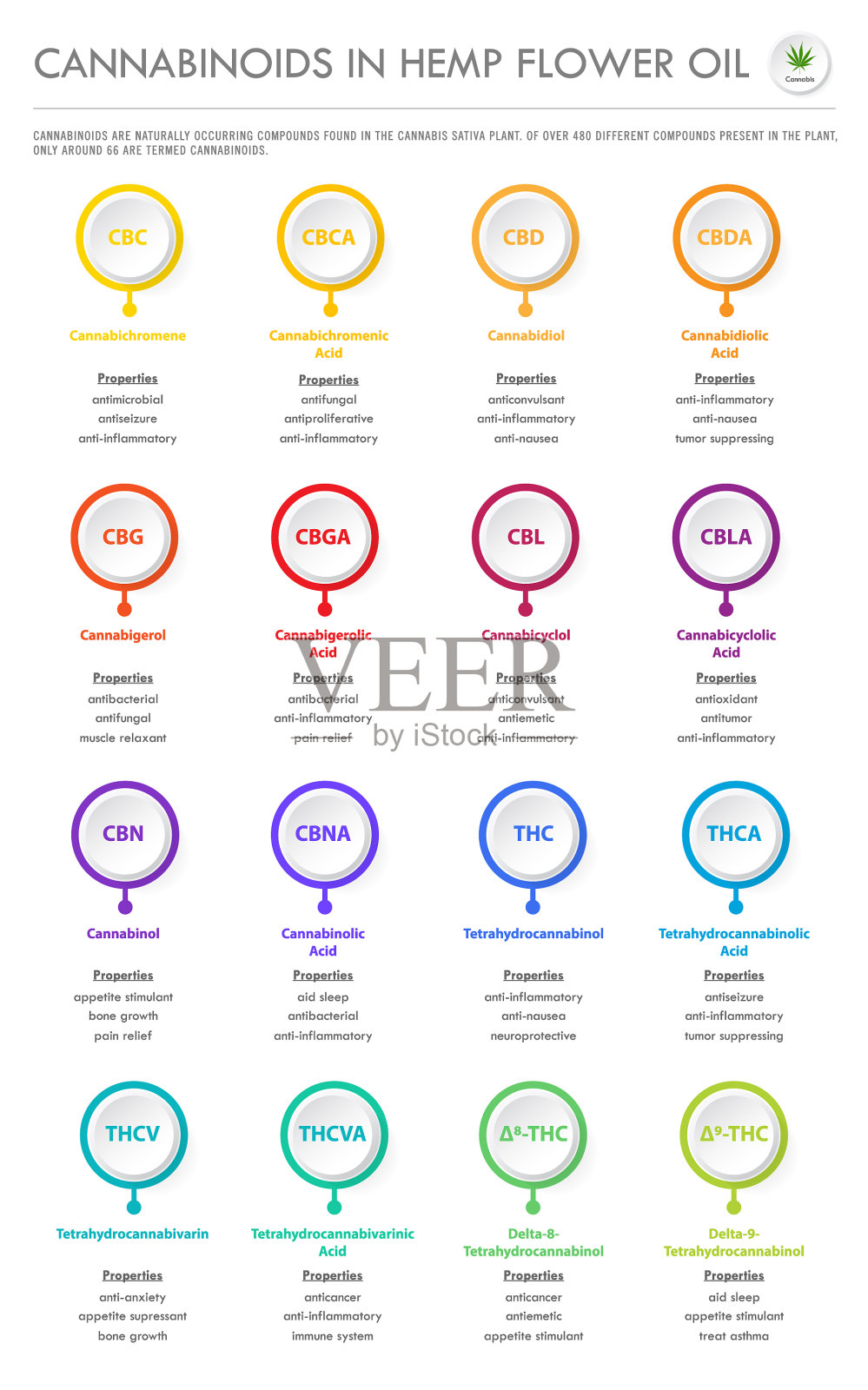 大麻素在大麻花油垂直经营插画图片素材