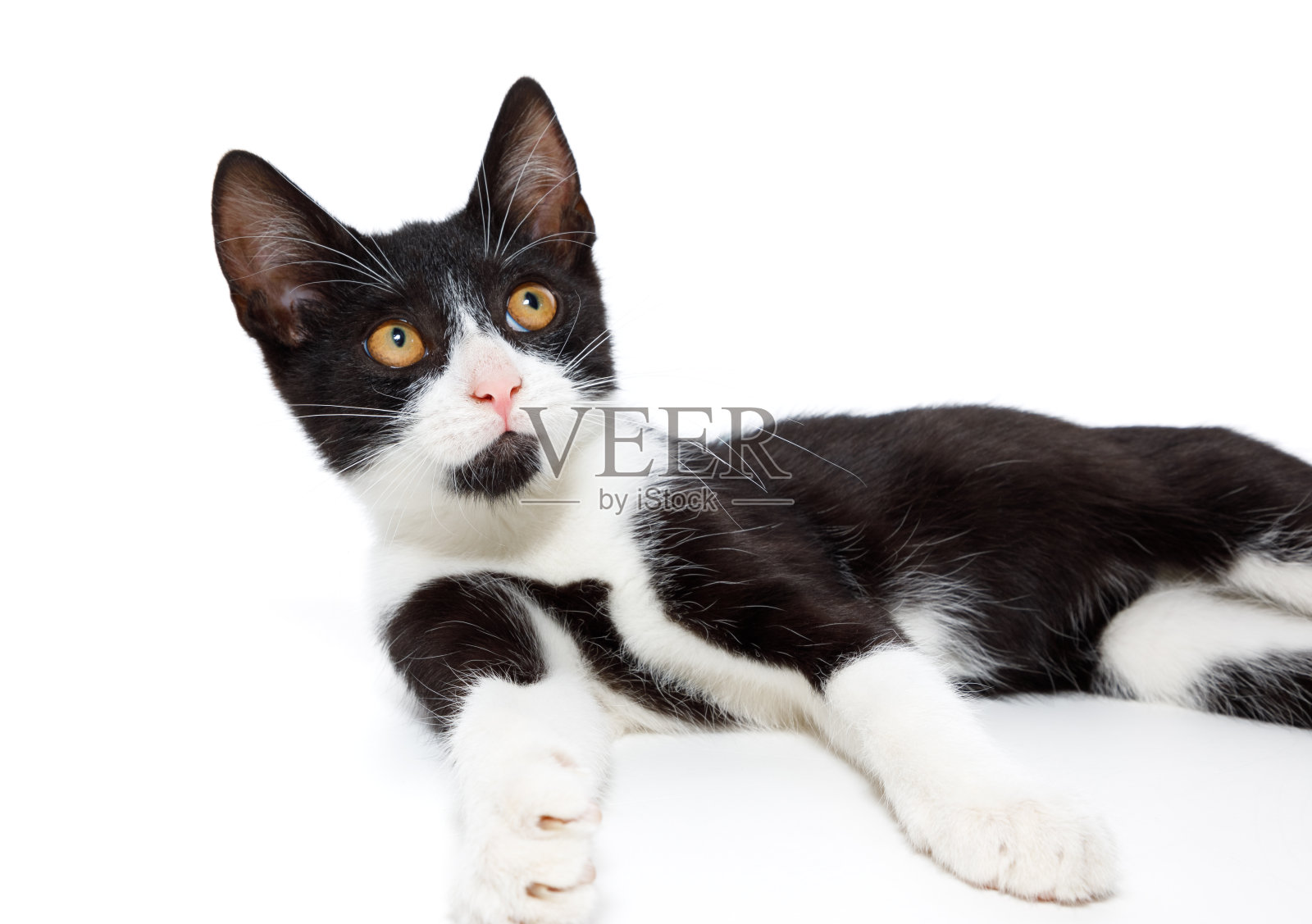 年轻的猫照片摄影图片