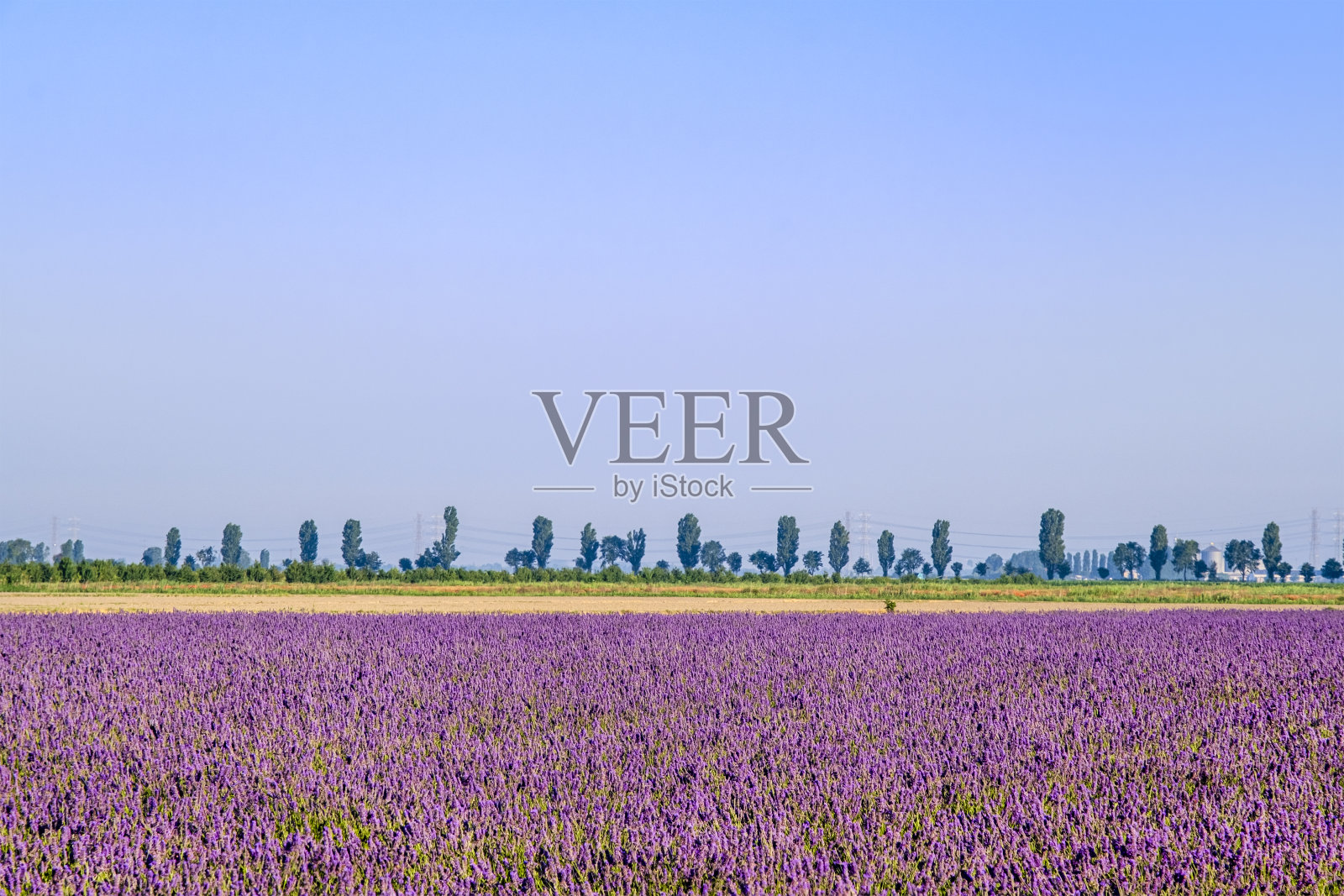 意大利-波河三角洲威尼托地区公园的薰衣草田照片摄影图片