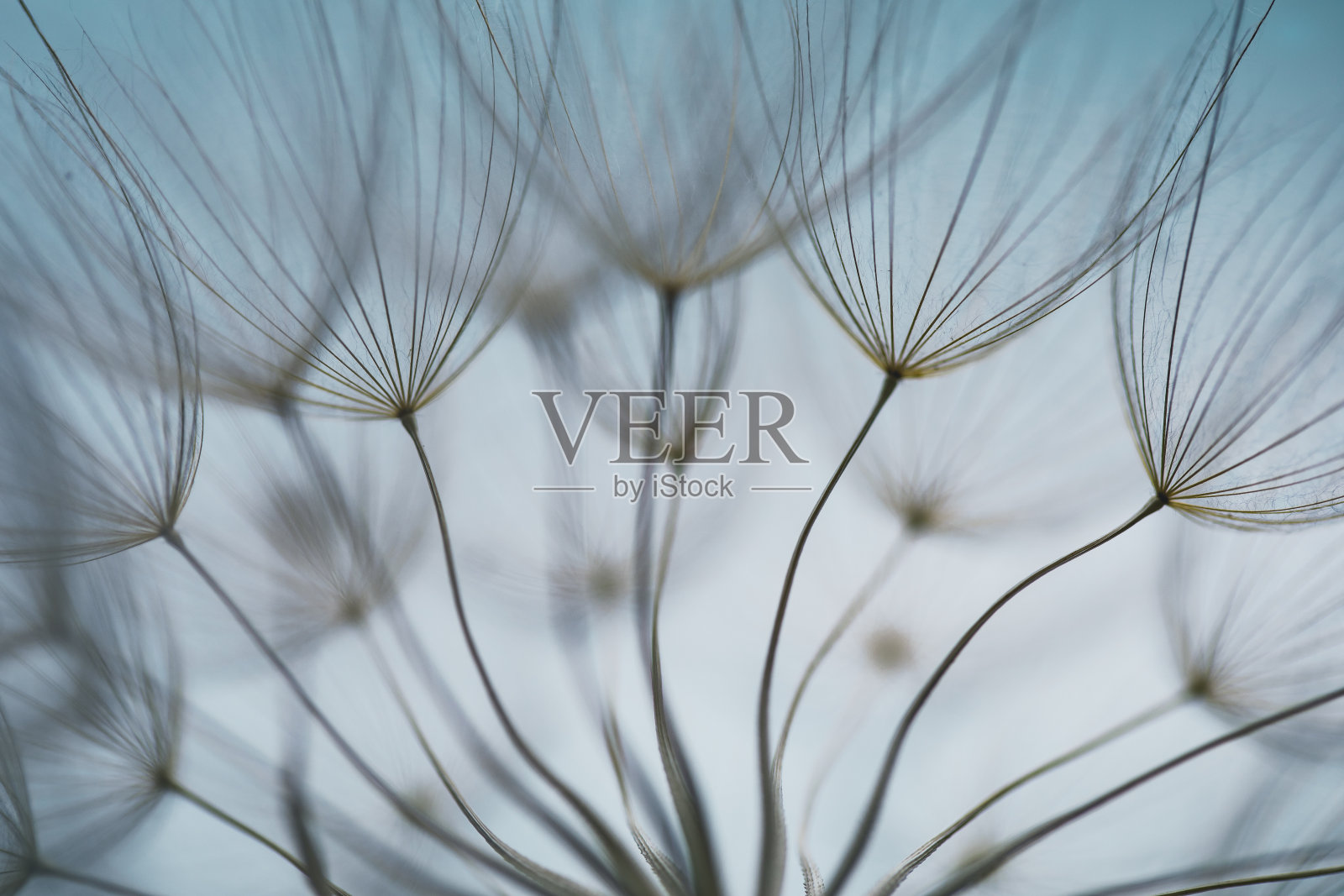 蒲公英的种子照片摄影图片