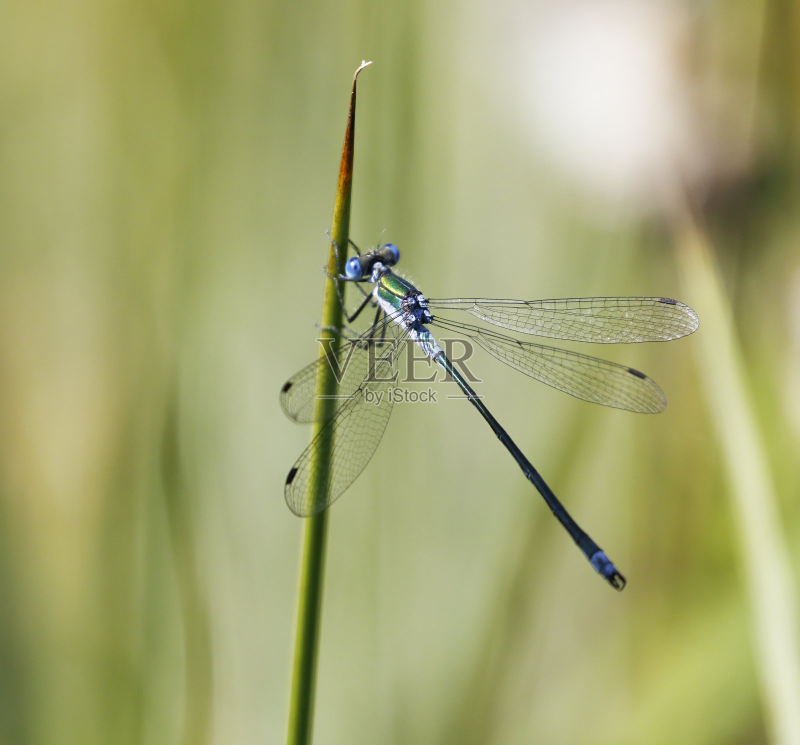 普通绿蜻蜓 (Lester sponsa) 雄性照片摄影图片