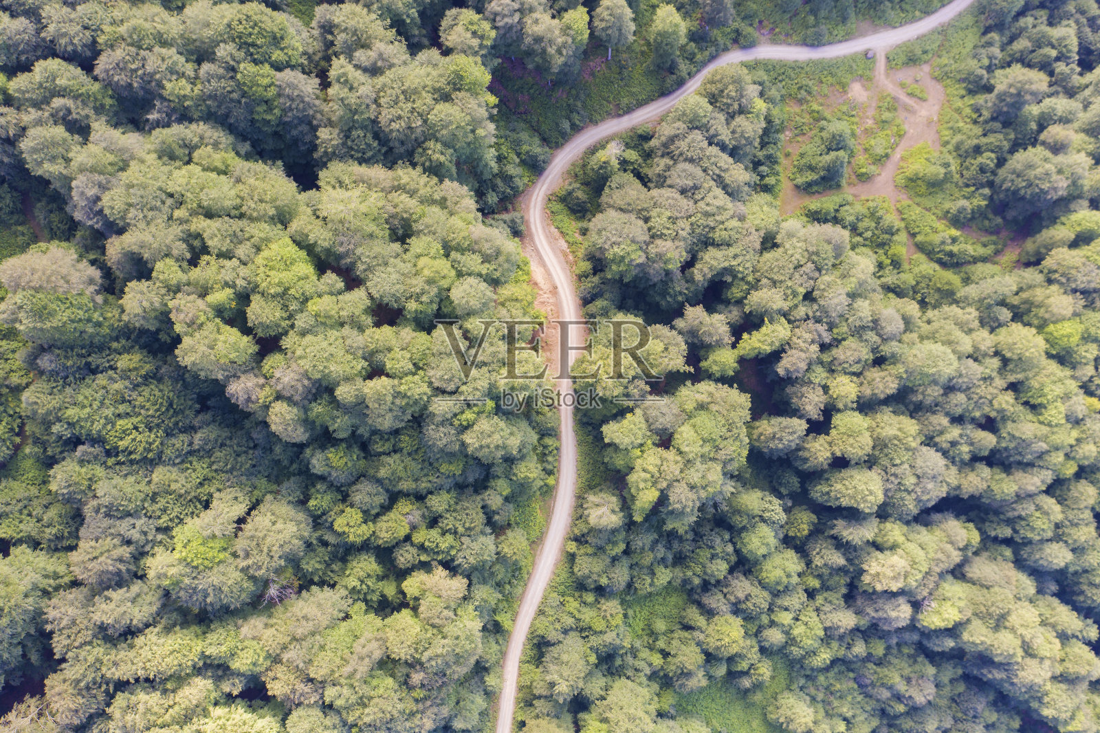 鸟瞰图，一条被松树包围的弯曲道路。照片摄影图片