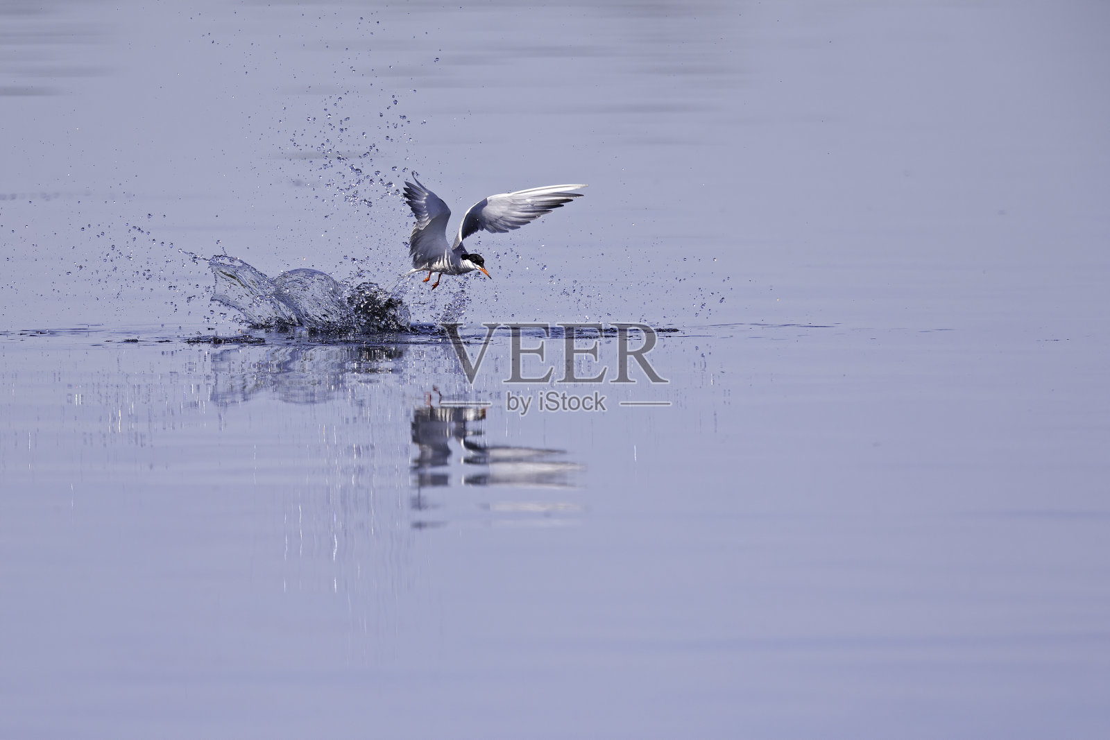 在德国，常见的燕鸥在湖中全速潜水以捕捉小鱼。照片摄影图片