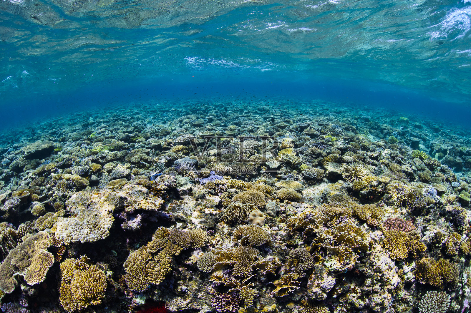 碧水碧水的冲绳宫古岛美丽多彩的珊瑚礁照片摄影图片