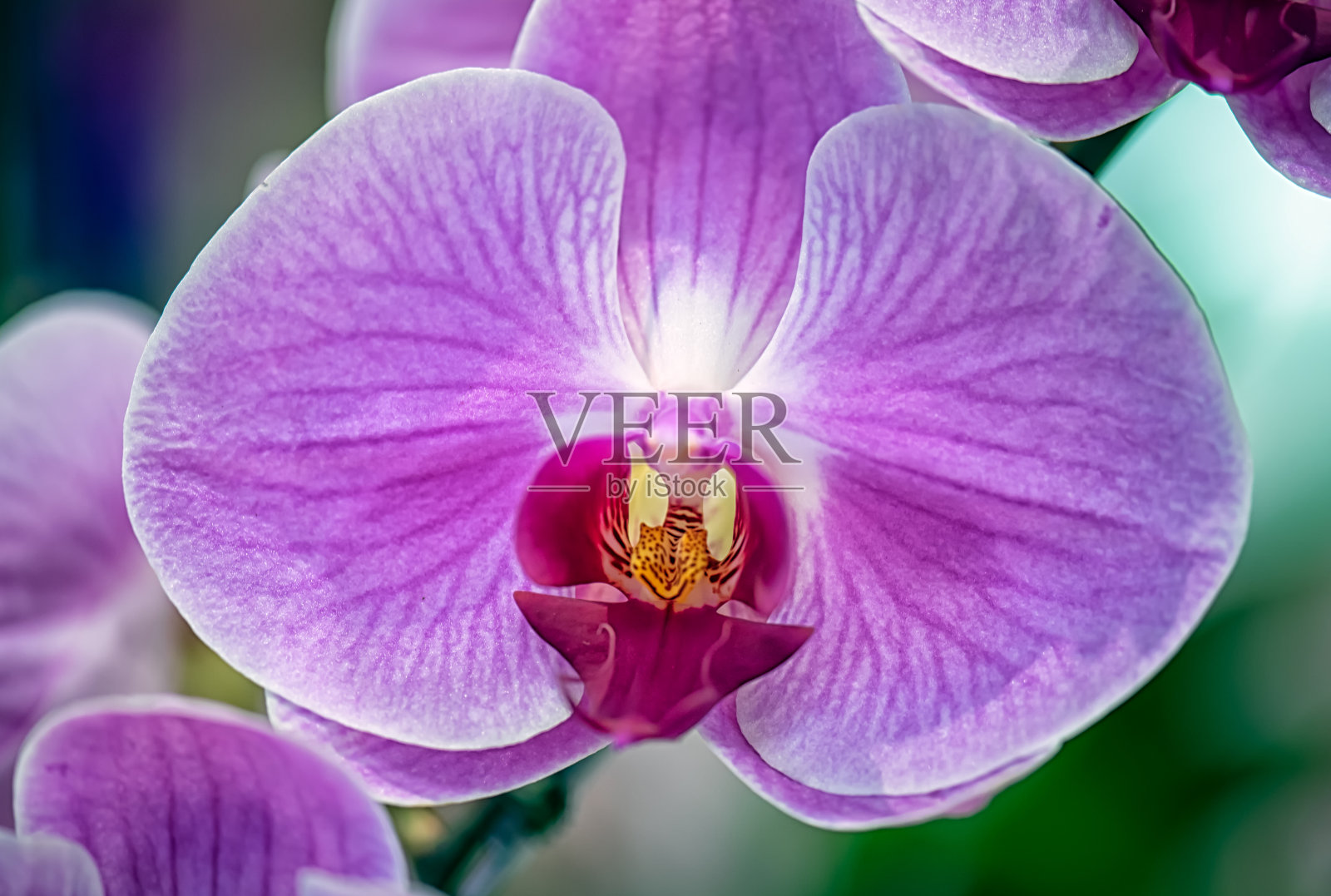 泰国的万达兰花照片摄影图片