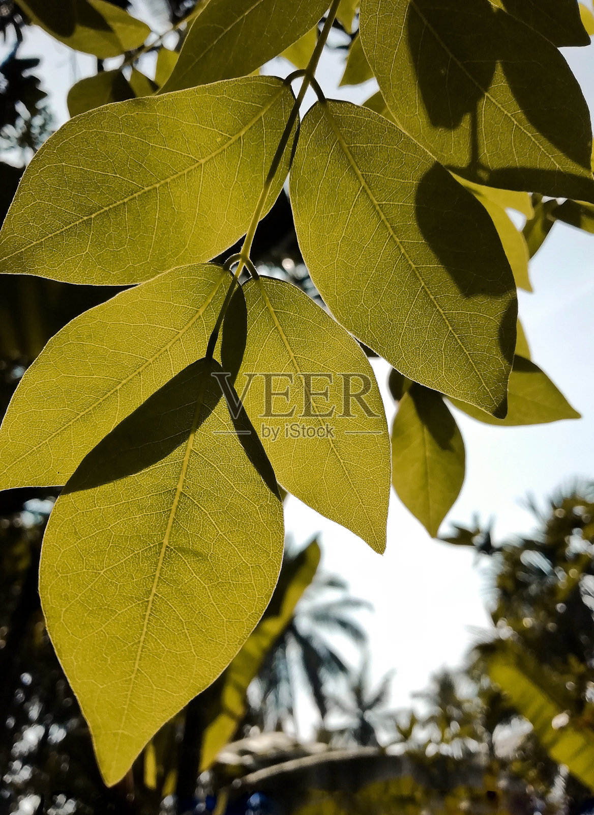 绿叶以天空为背景照片摄影图片