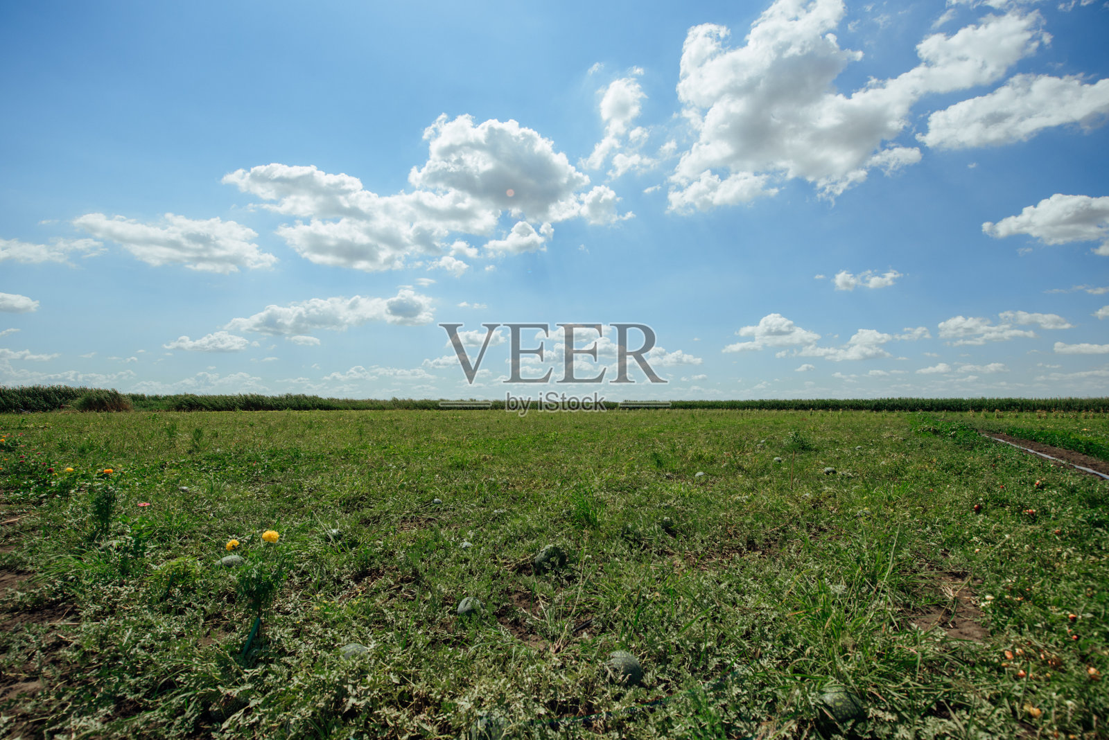 夏天的西瓜田。西瓜种植园。照片摄影图片