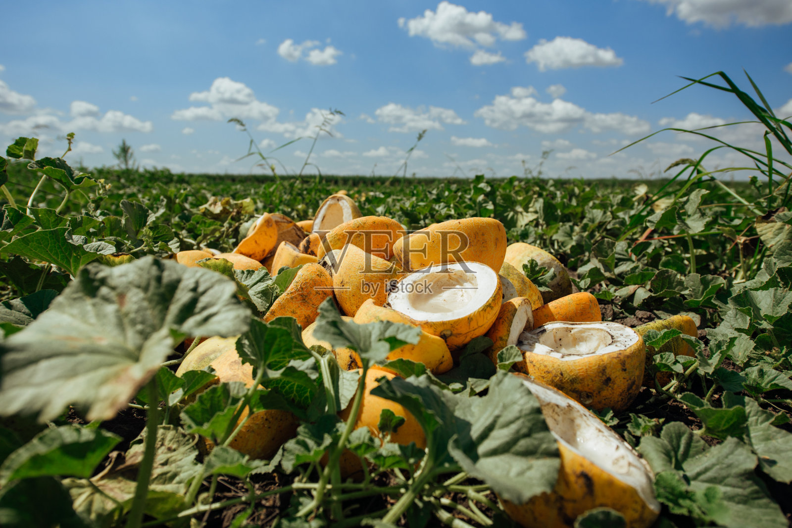 田里有熟瓜。地里有黄瓜。在农地里收获甜瓜。照片摄影图片