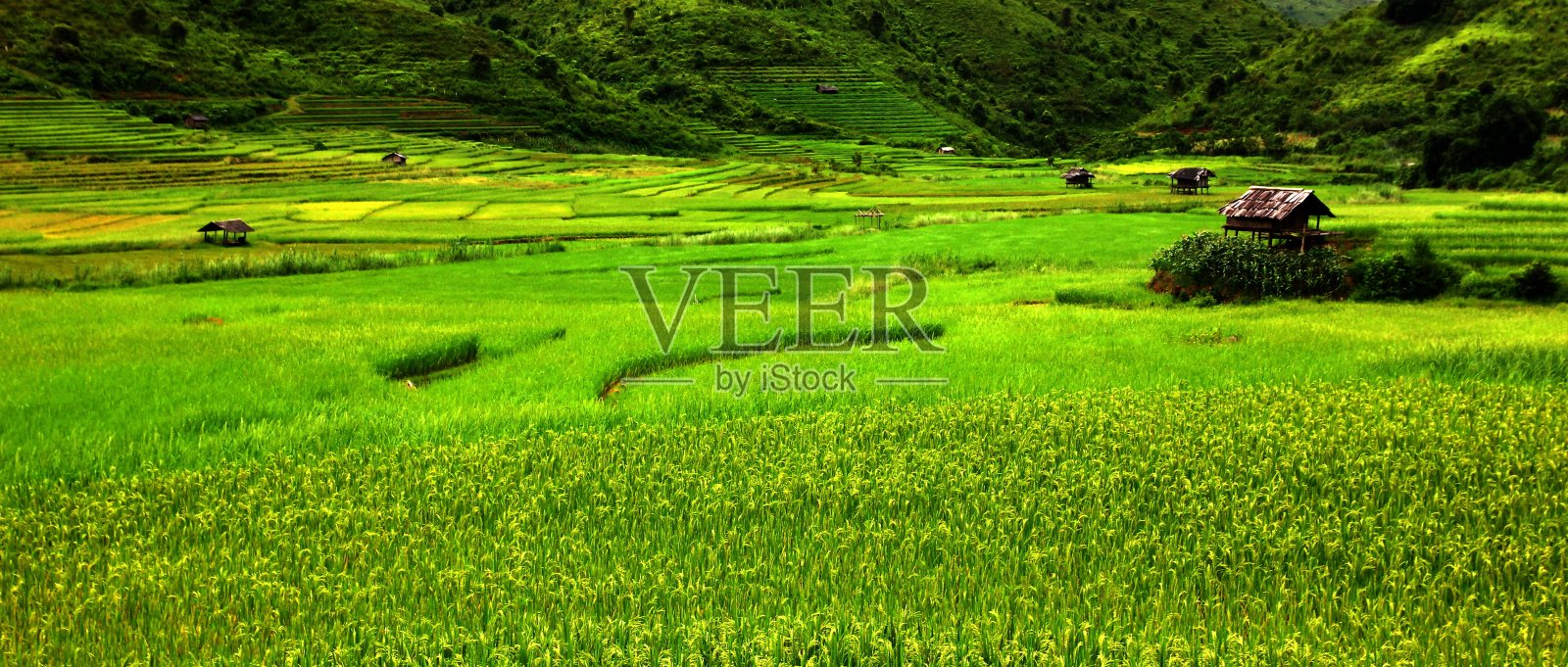 稻田照片摄影图片