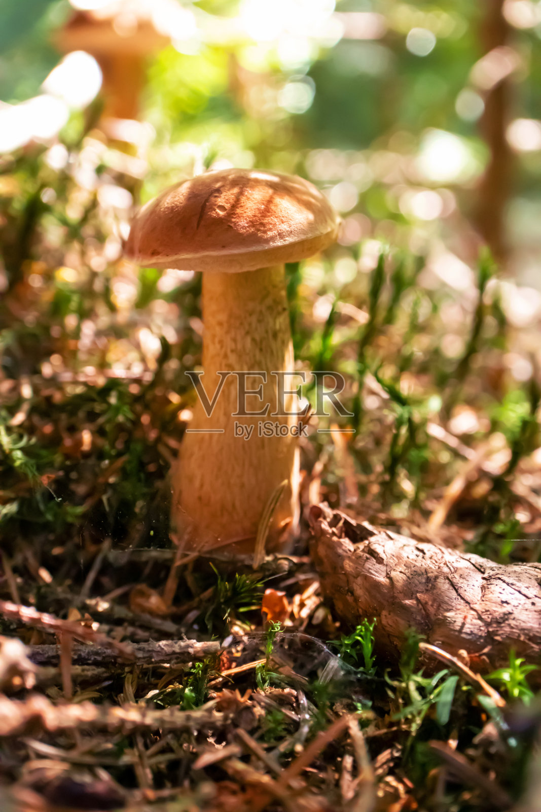 特写蘑菇在秋天的森林里，垂直的。宏照片摄影图片