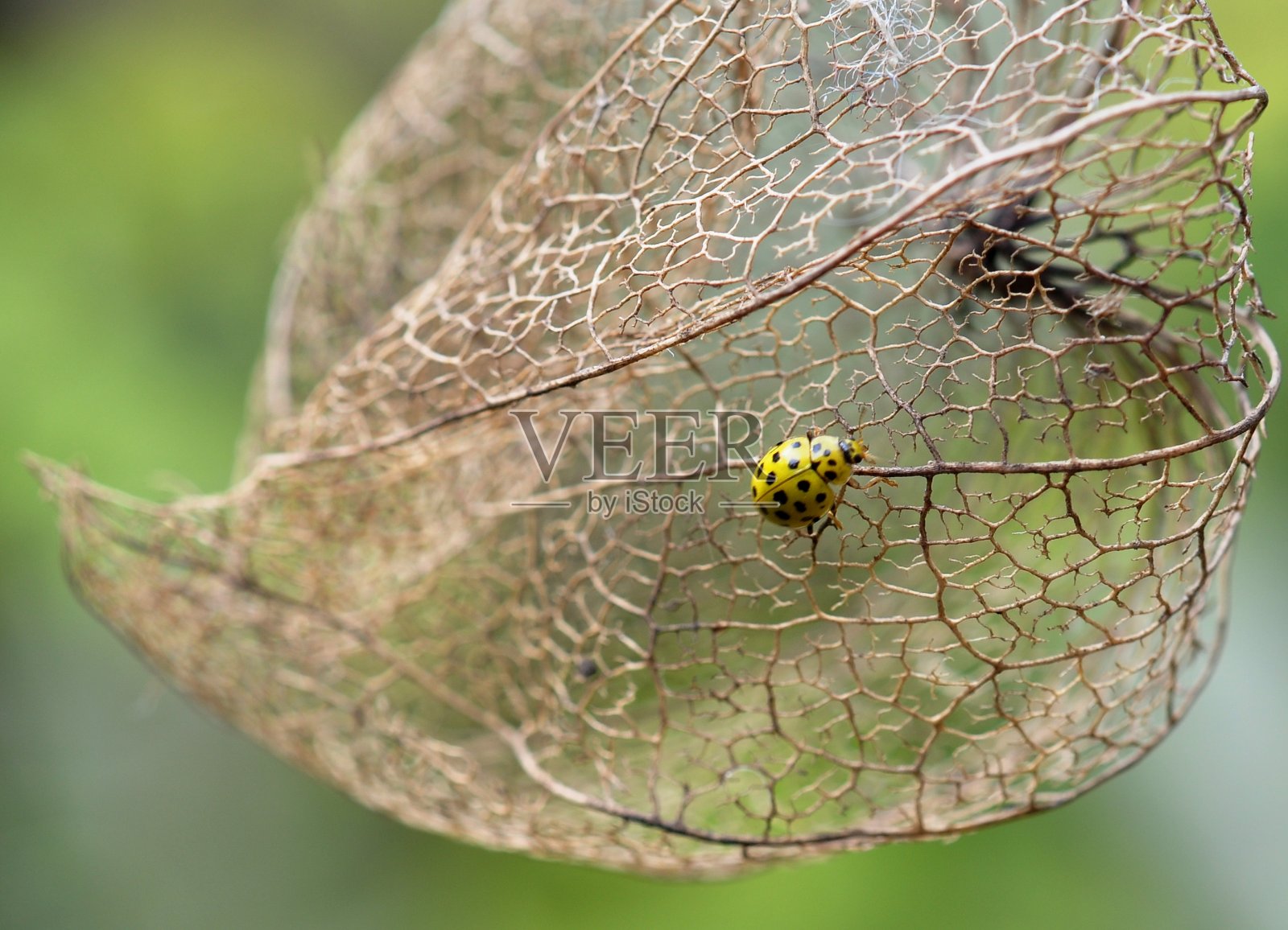 小黄瓢虫在酸浆上。照片摄影图片
