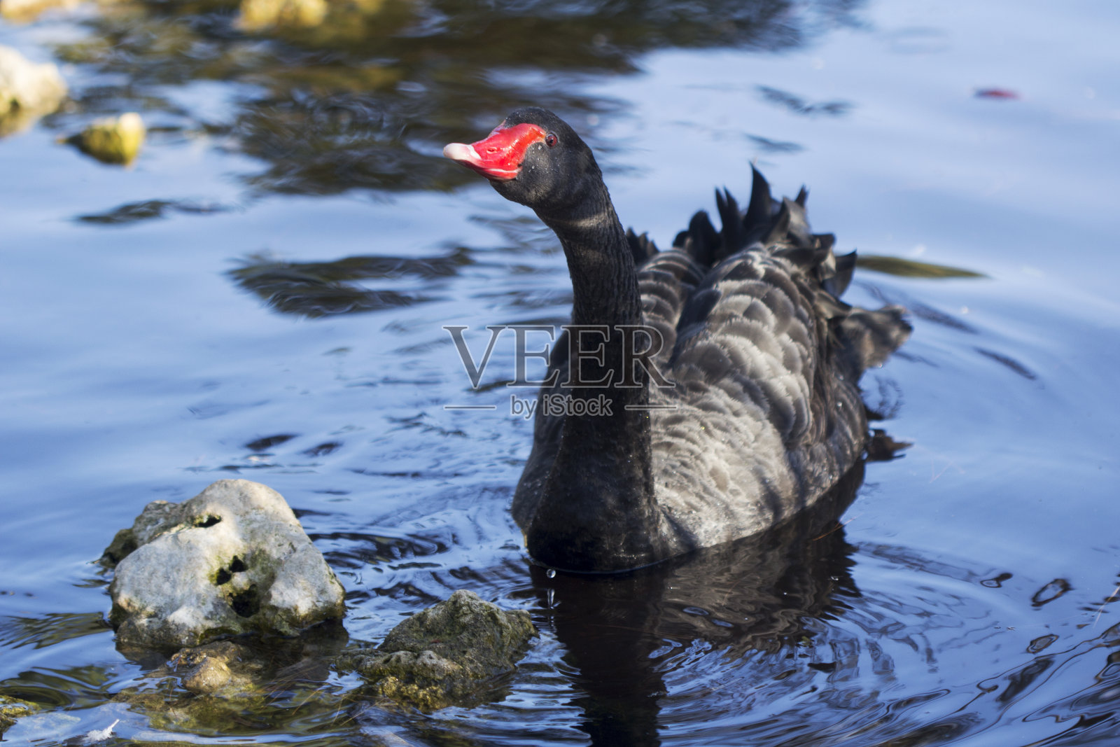 黑天鹅(天鹅座)照片摄影图片