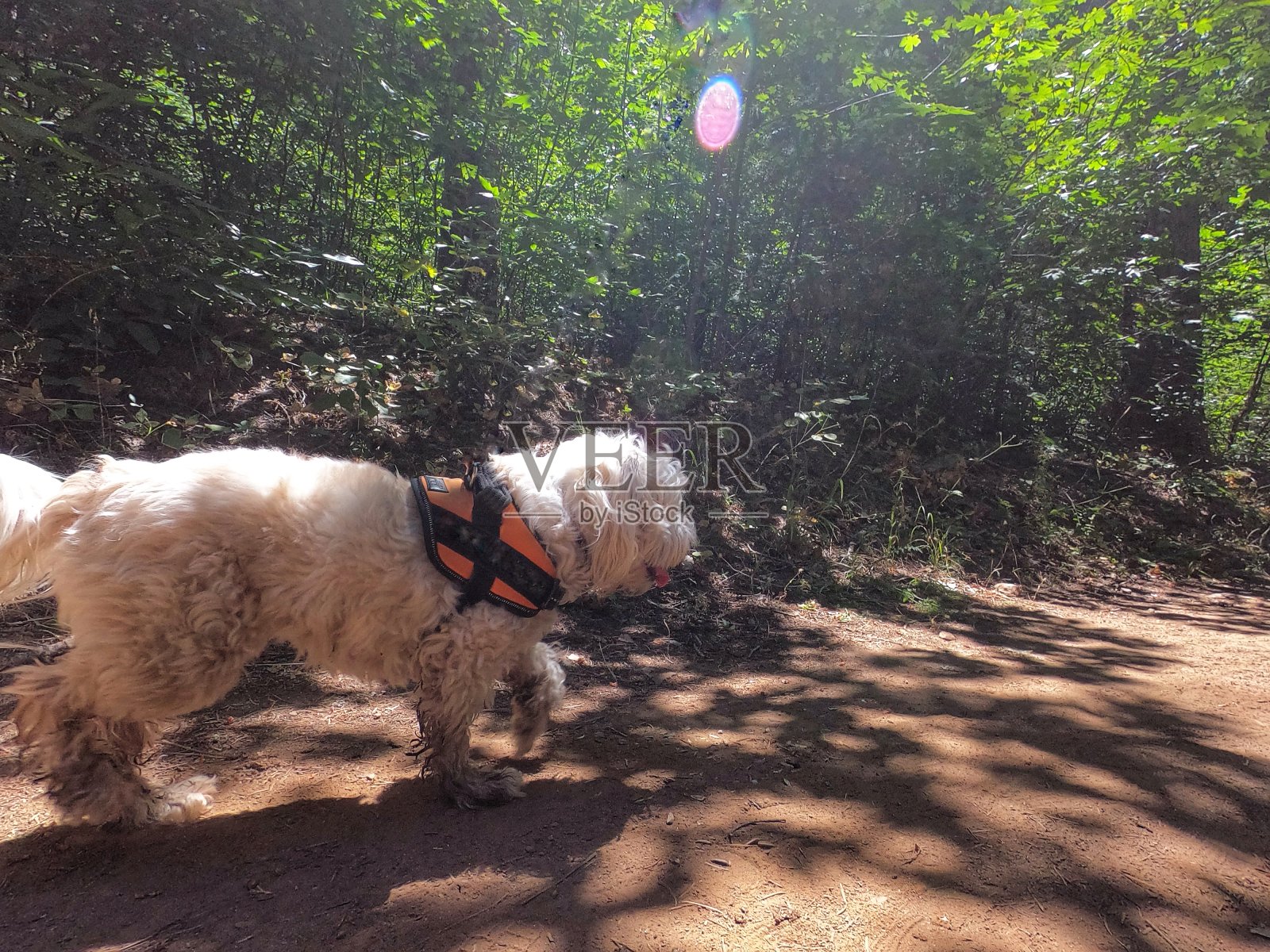 老狗在河边远足照片摄影图片