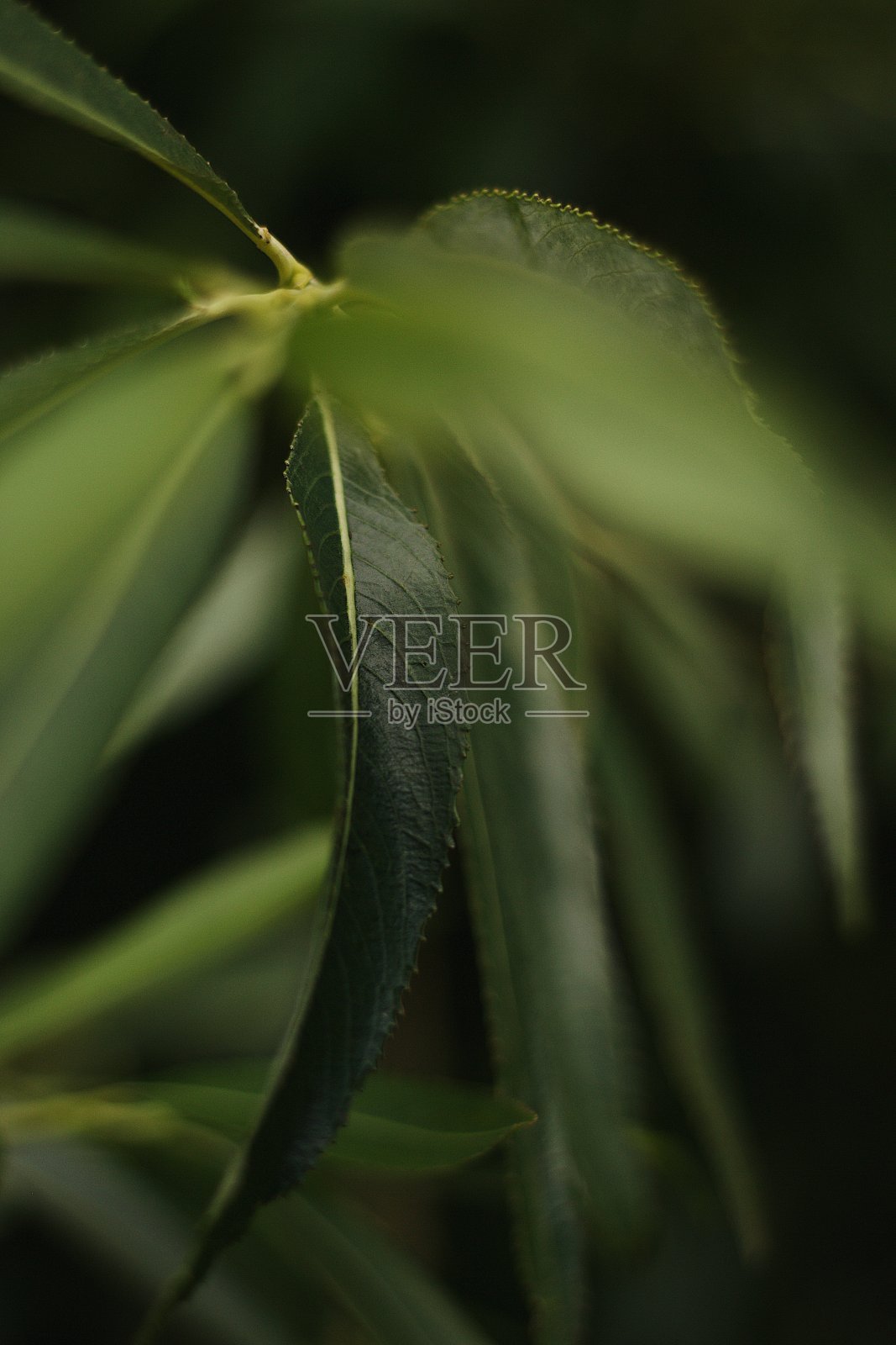 叶照片摄影图片