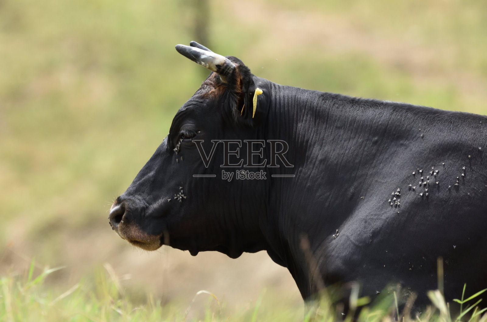 利古里亚的牛和马。照片摄影图片
