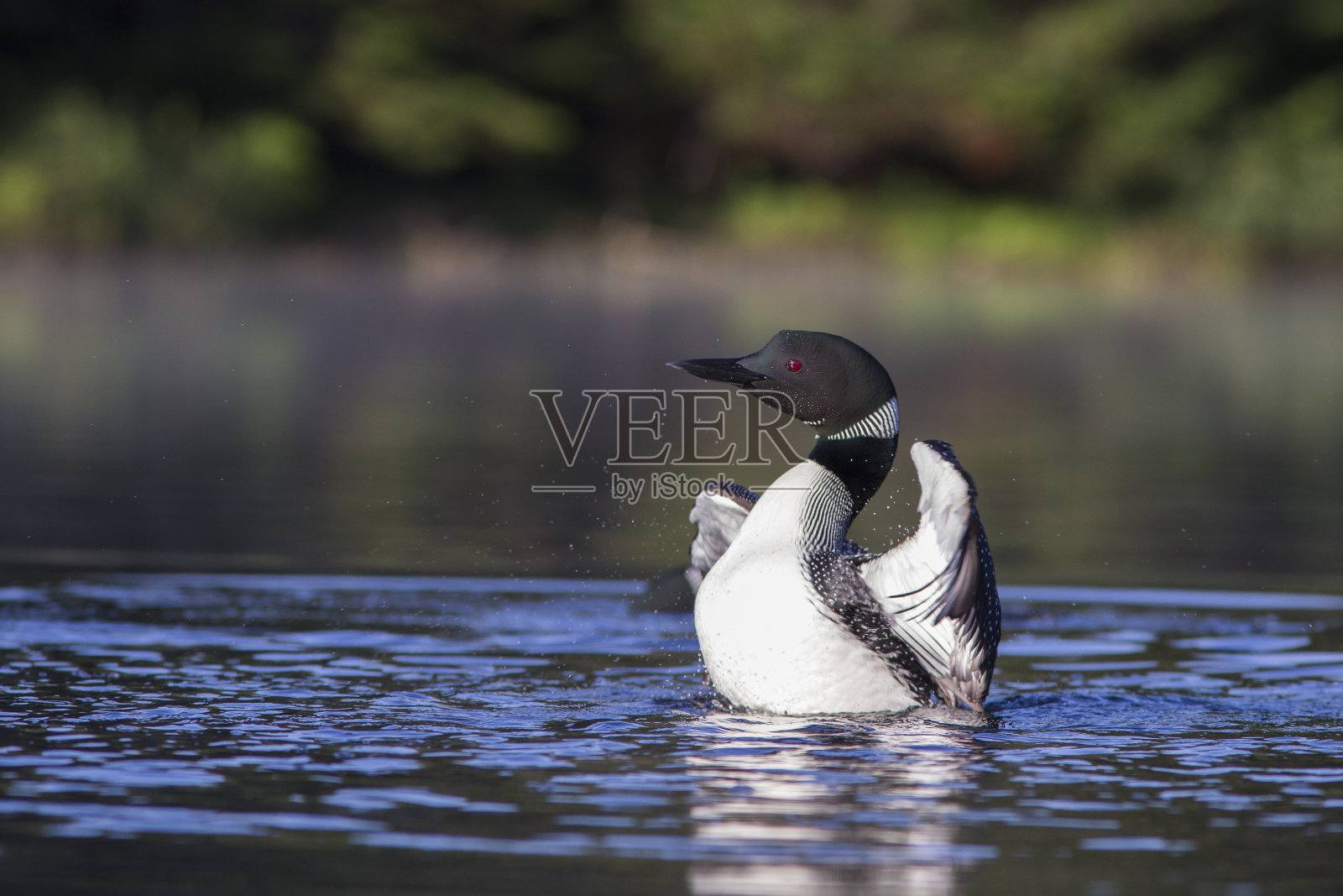 夏季常见潜鸟照片摄影图片
