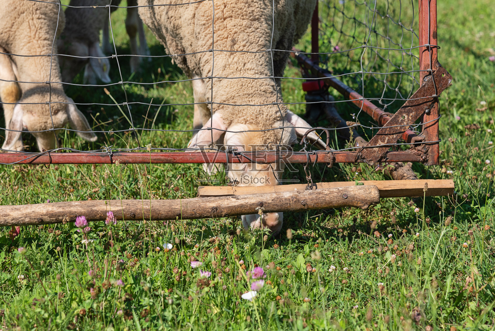 在羊圈中有耳标的一群羊。羊在草地上吃草照片摄影图片