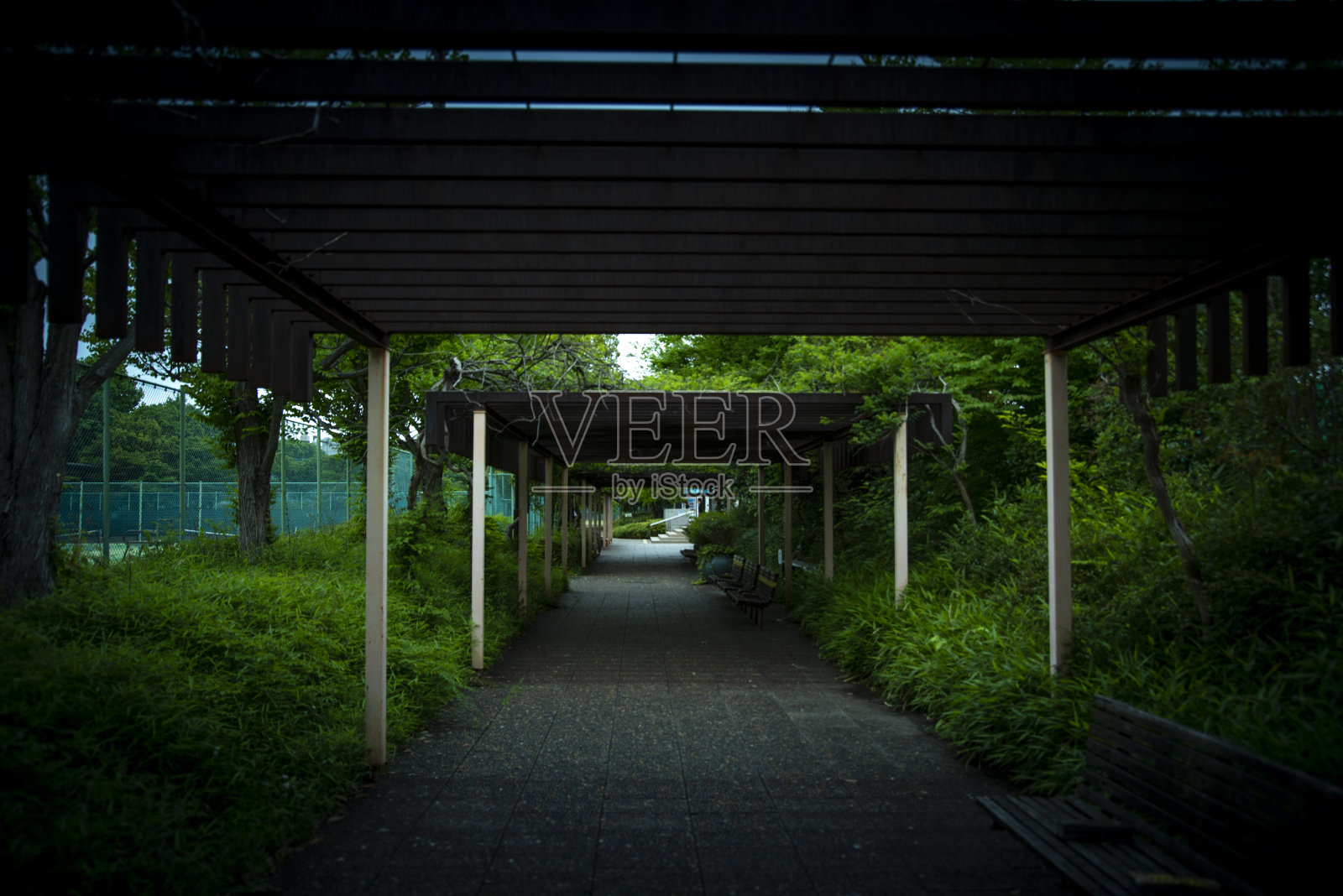 绿色的方法照片摄影图片