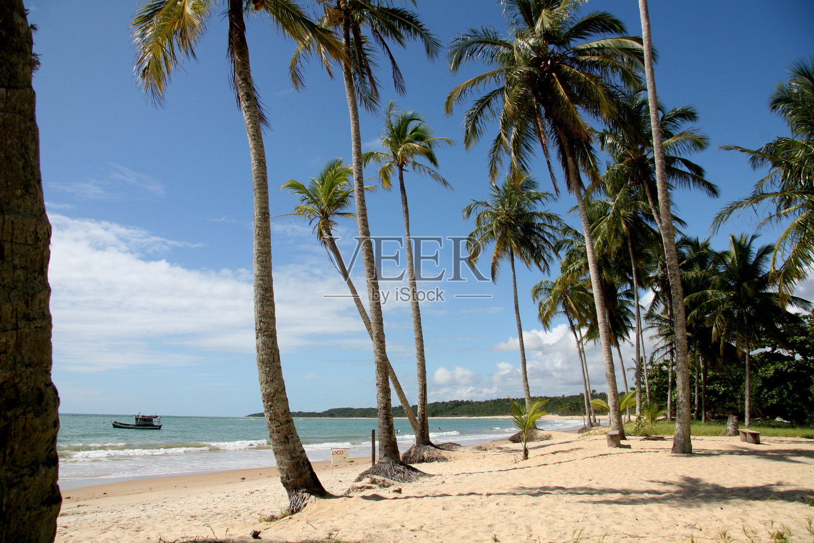 荒凉的trancoso海滩上的椰子树照片摄影图片