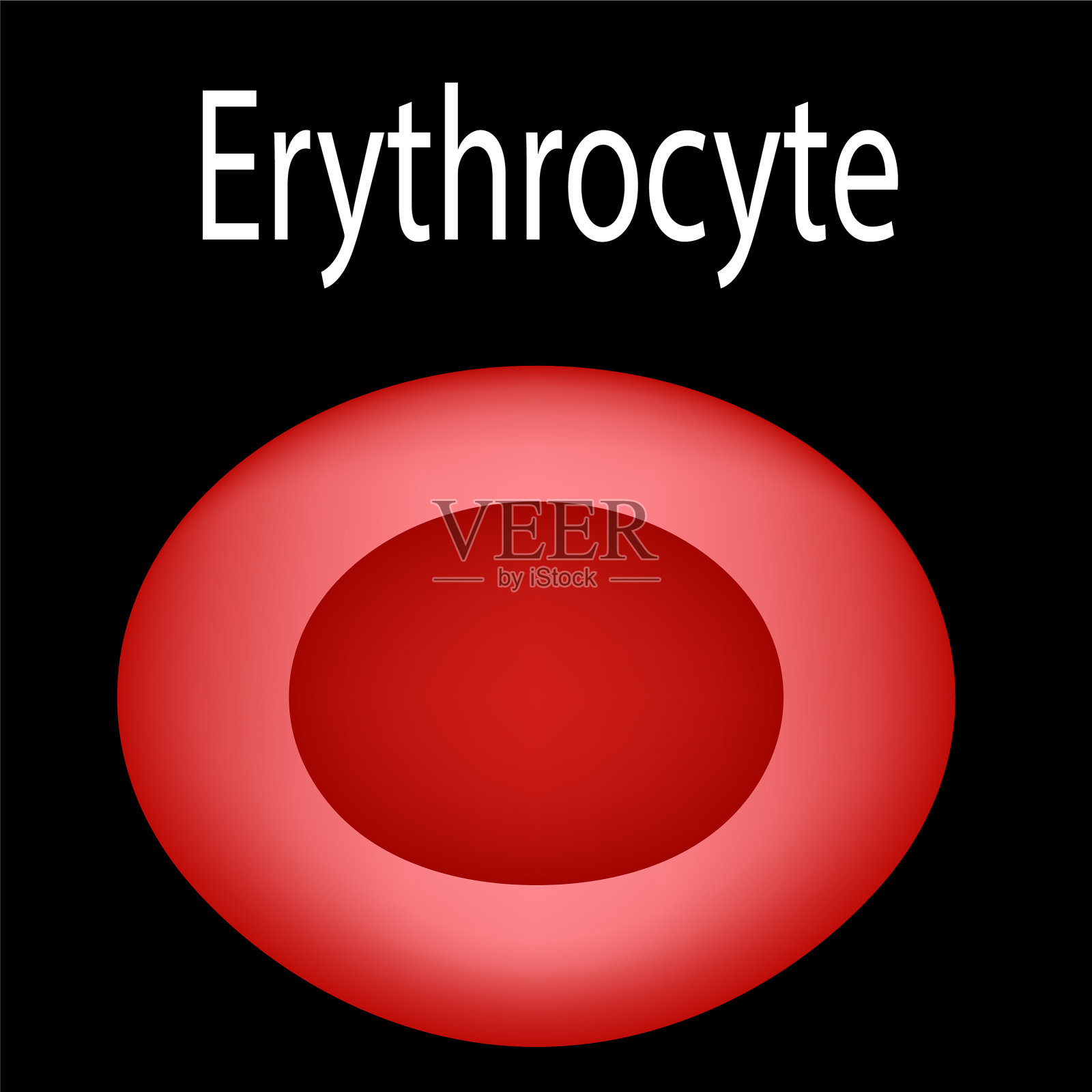 红细胞的结构是红细胞插画图片素材