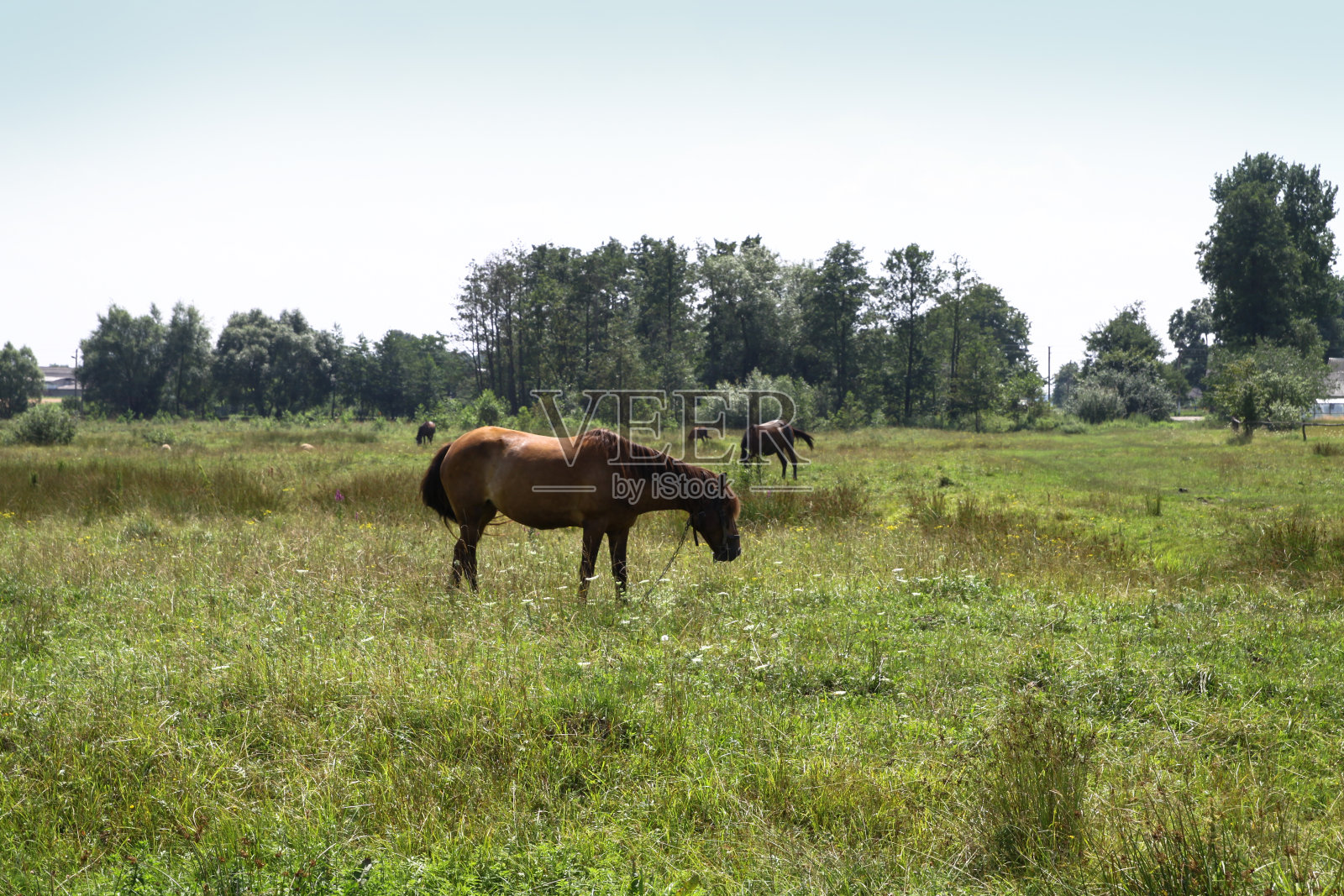 美丽的赛马在村庄的牧场上。森林附近大自然中的马。设计库存背景照片摄影图片