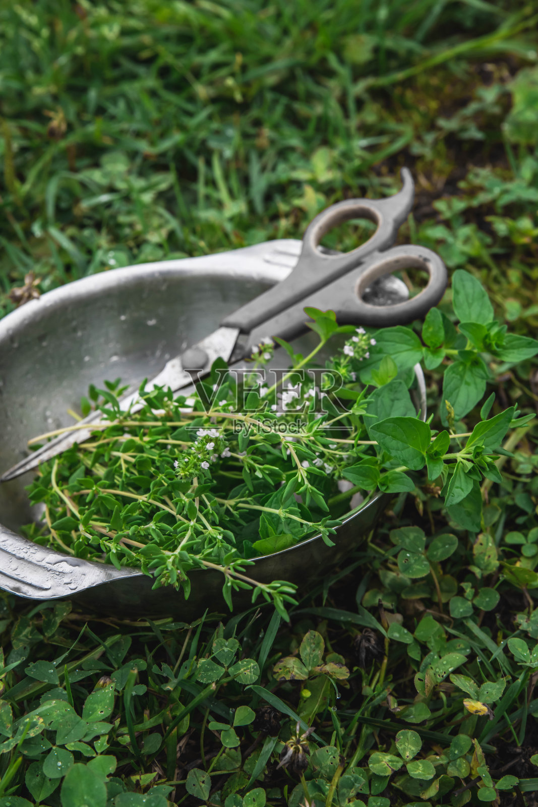 园艺和农业概念。鲜切的香料，百里香和牛至枝放在一个金属碗里，背景是绿草照片摄影图片