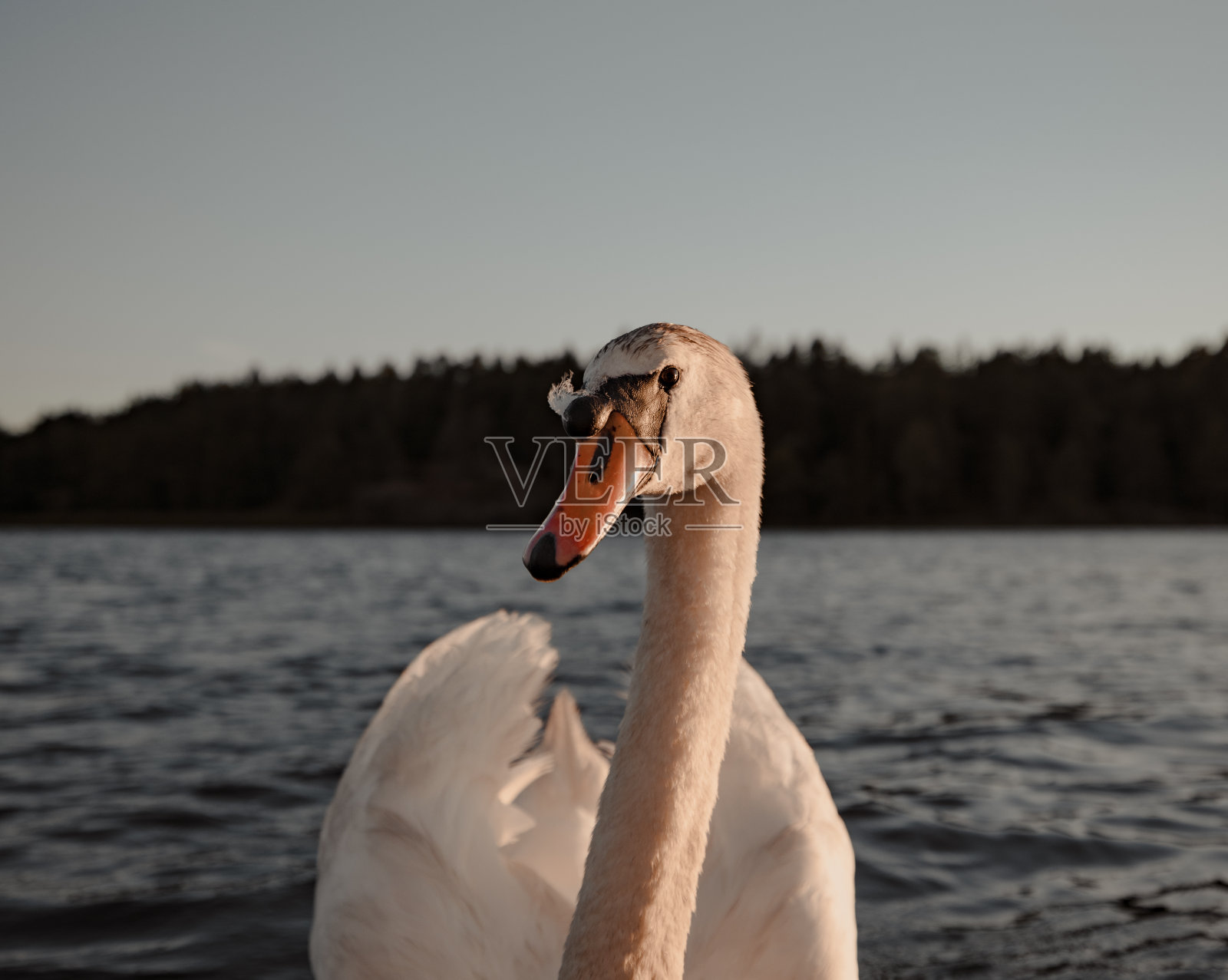 天鹅照片摄影图片