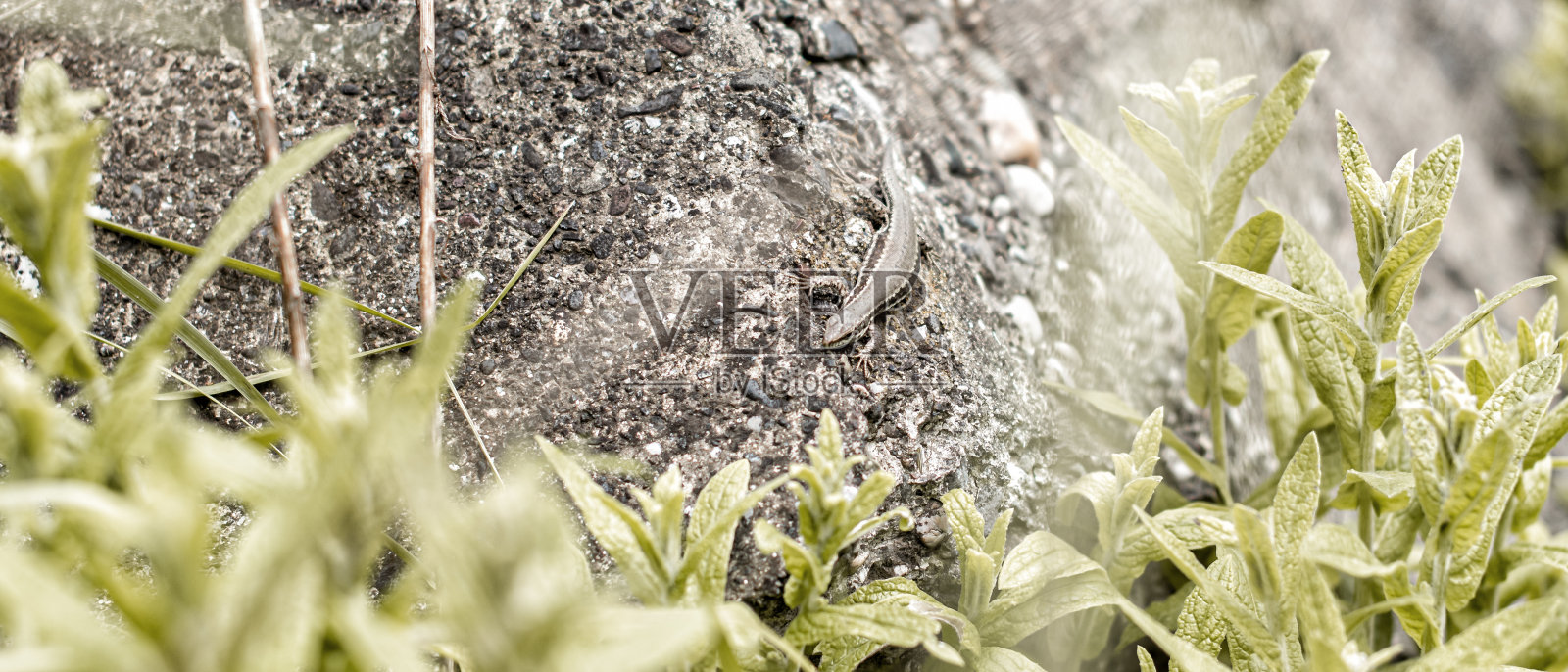 一只蜥蜴在岩石上的特写照片照片摄影图片