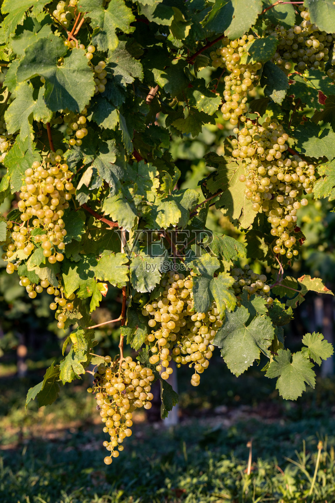 瓦尔多比亚丁山葡萄园里的普罗赛克白葡萄在收割前。威尼托。意大利照片摄影图片