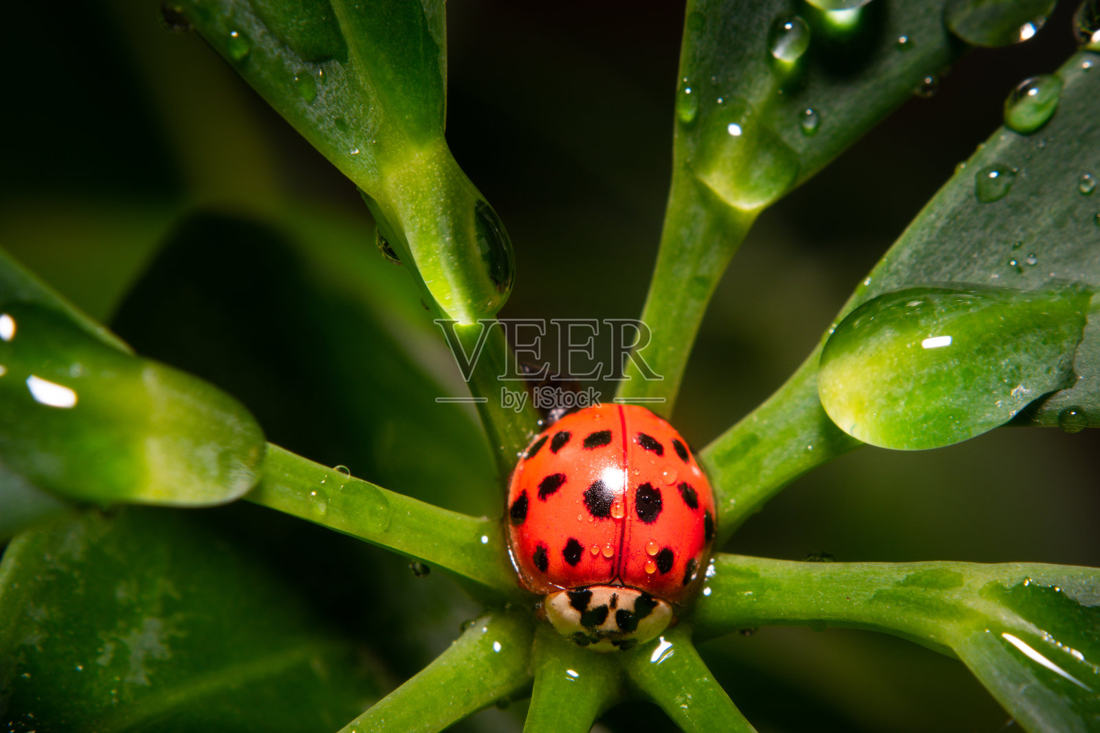 一个红色的瓢虫在一个绿色的植物与水滴的特写照片摄影图片