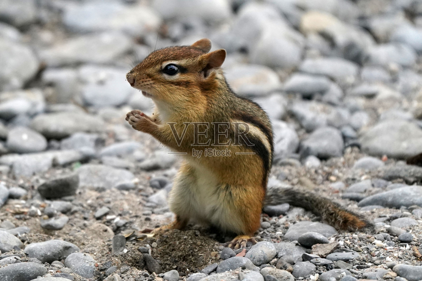 花栗鼠照片摄影图片