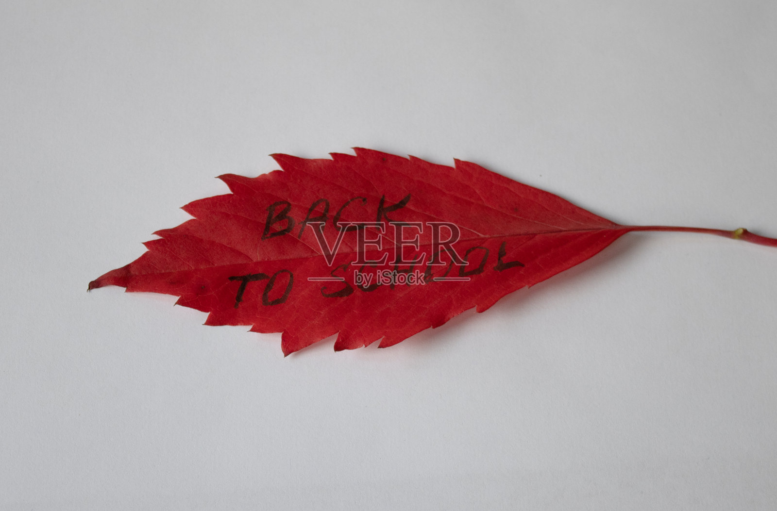 秋叶带着红字回到学校，孤立在一片白茫茫的背景上照片摄影图片