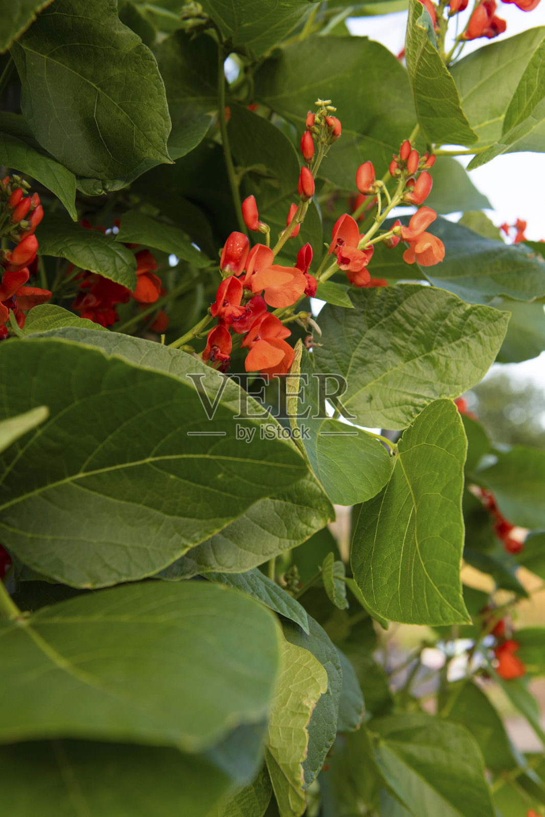 跑步者的豆科植物照片摄影图片