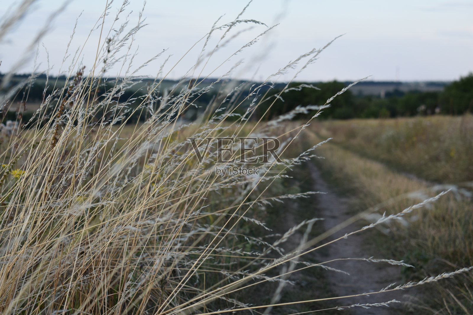 路边美丽的细草照片摄影图片