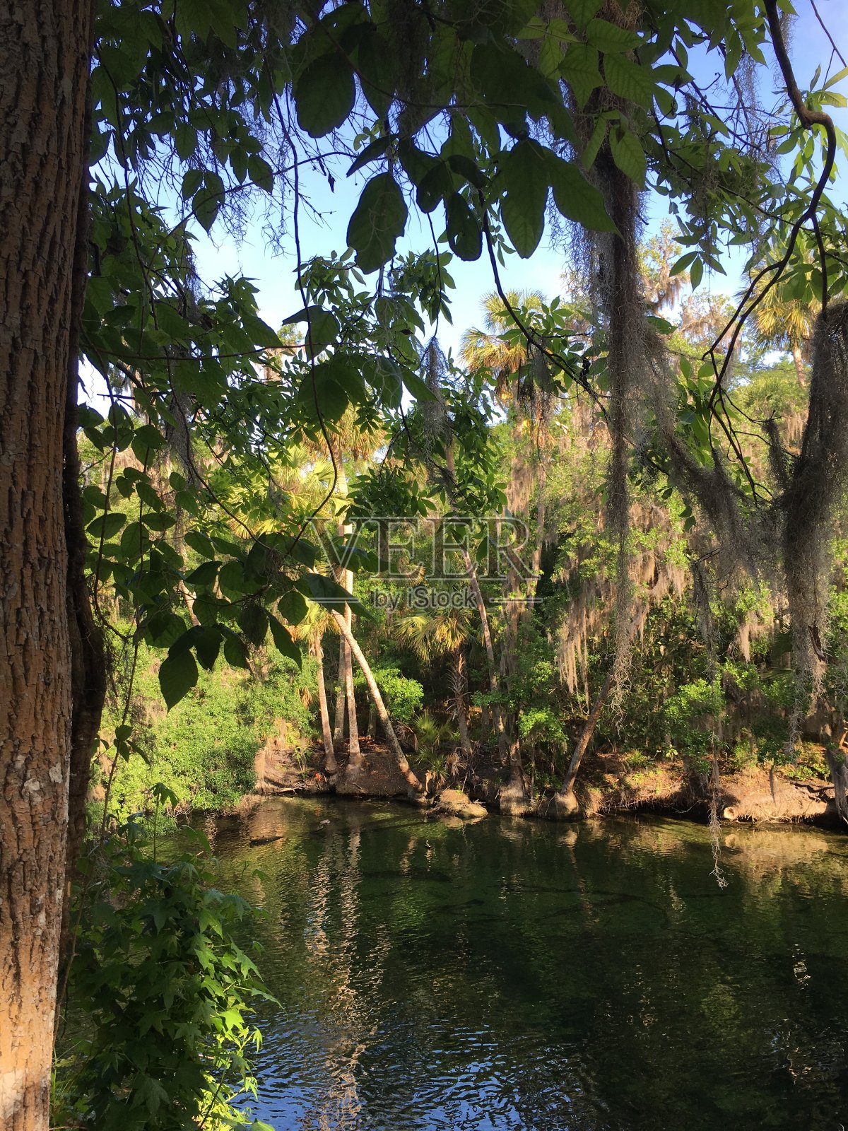 佛罗里达温泉的阳光照片摄影图片