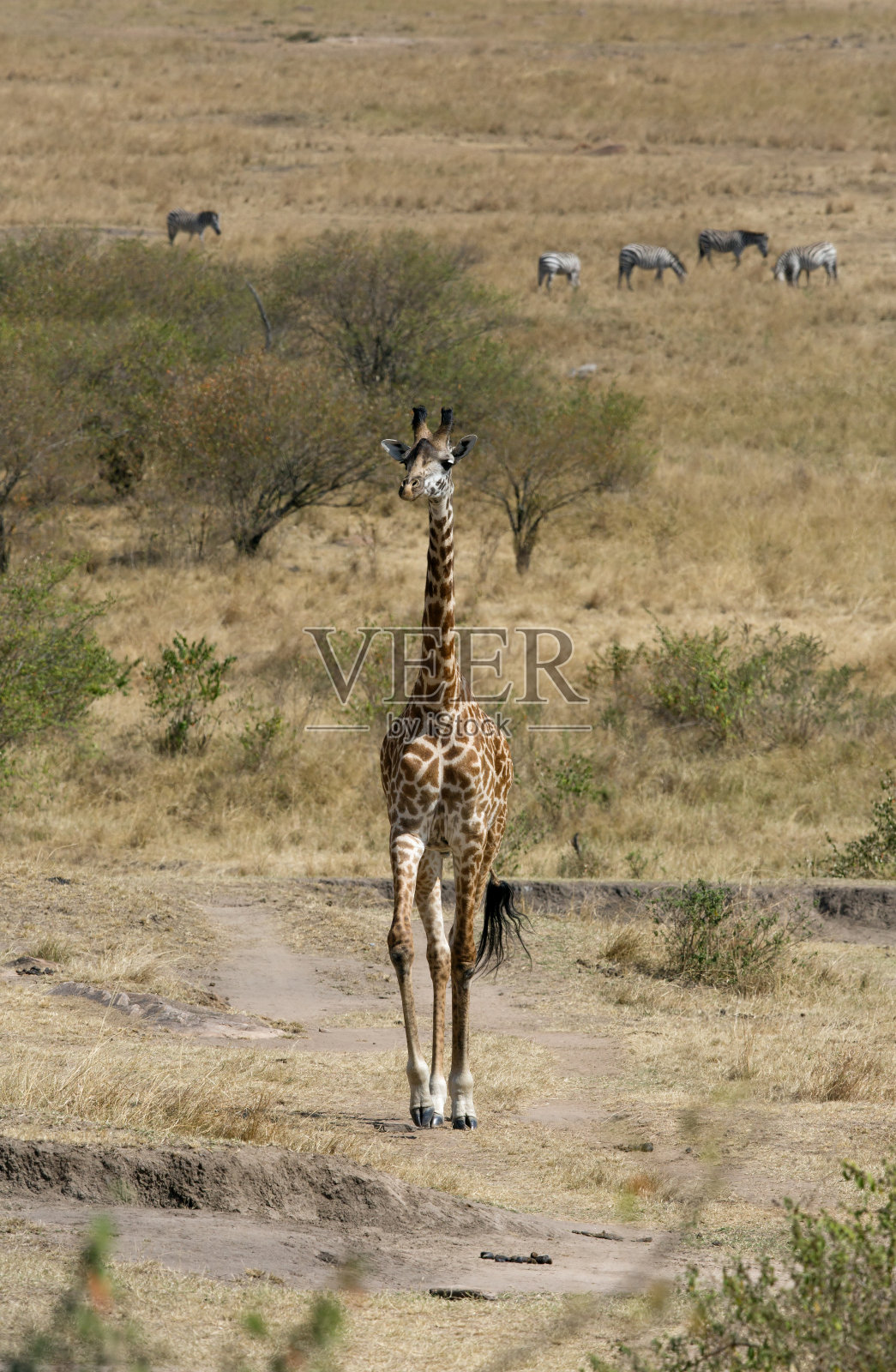 长颈鹿是现存最高的陆生动物照片摄影图片