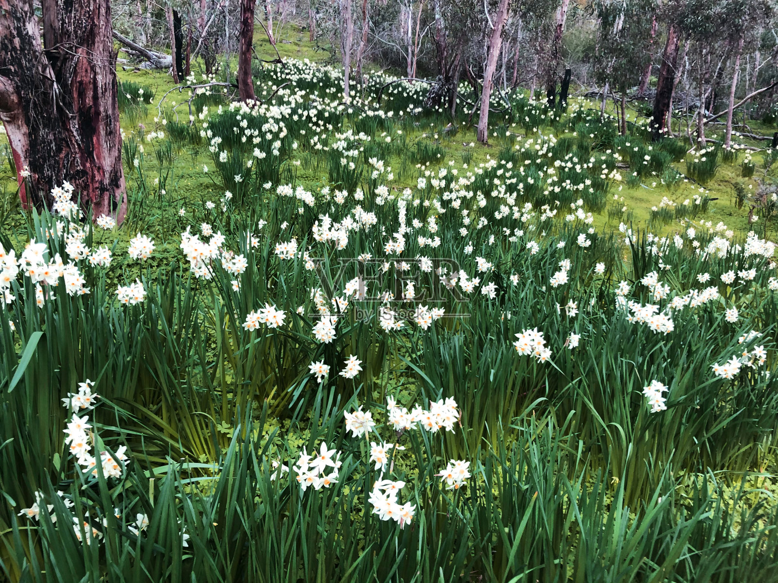 黄水仙在自然界中照片摄影图片