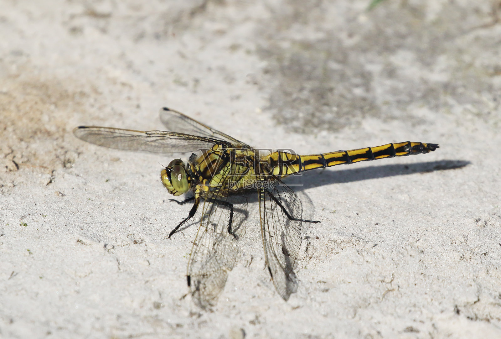 黑尾蜻蜓雌性照片摄影图片
