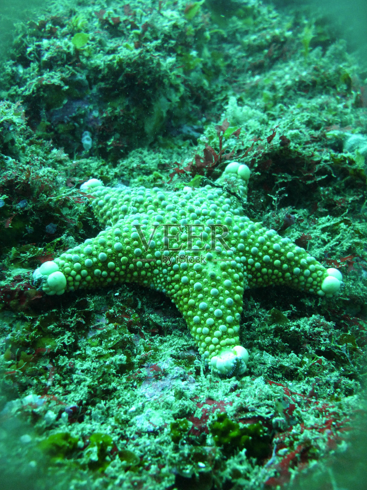 海星(海星纲)照片摄影图片