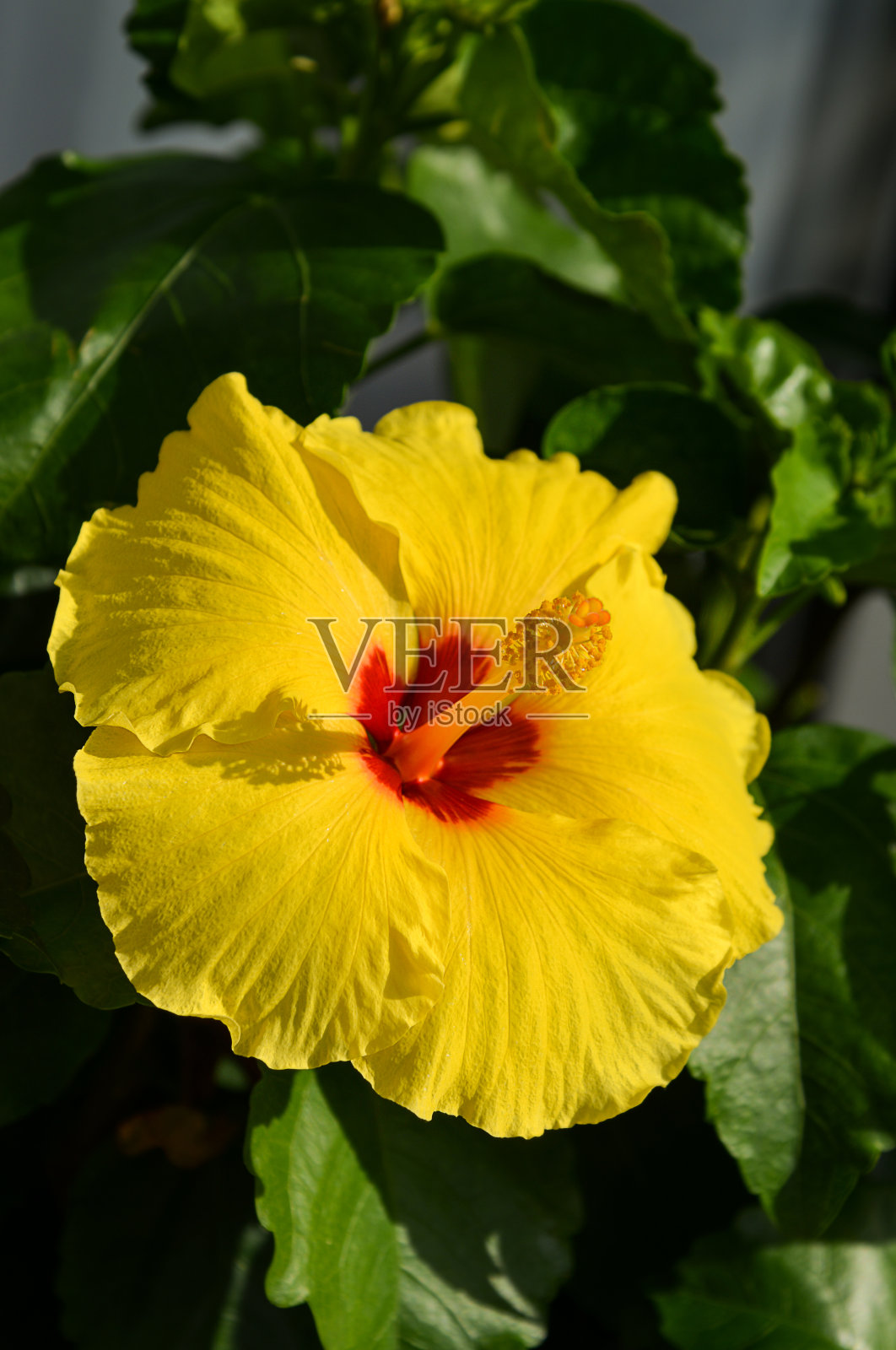 芙蓉花照片摄影图片