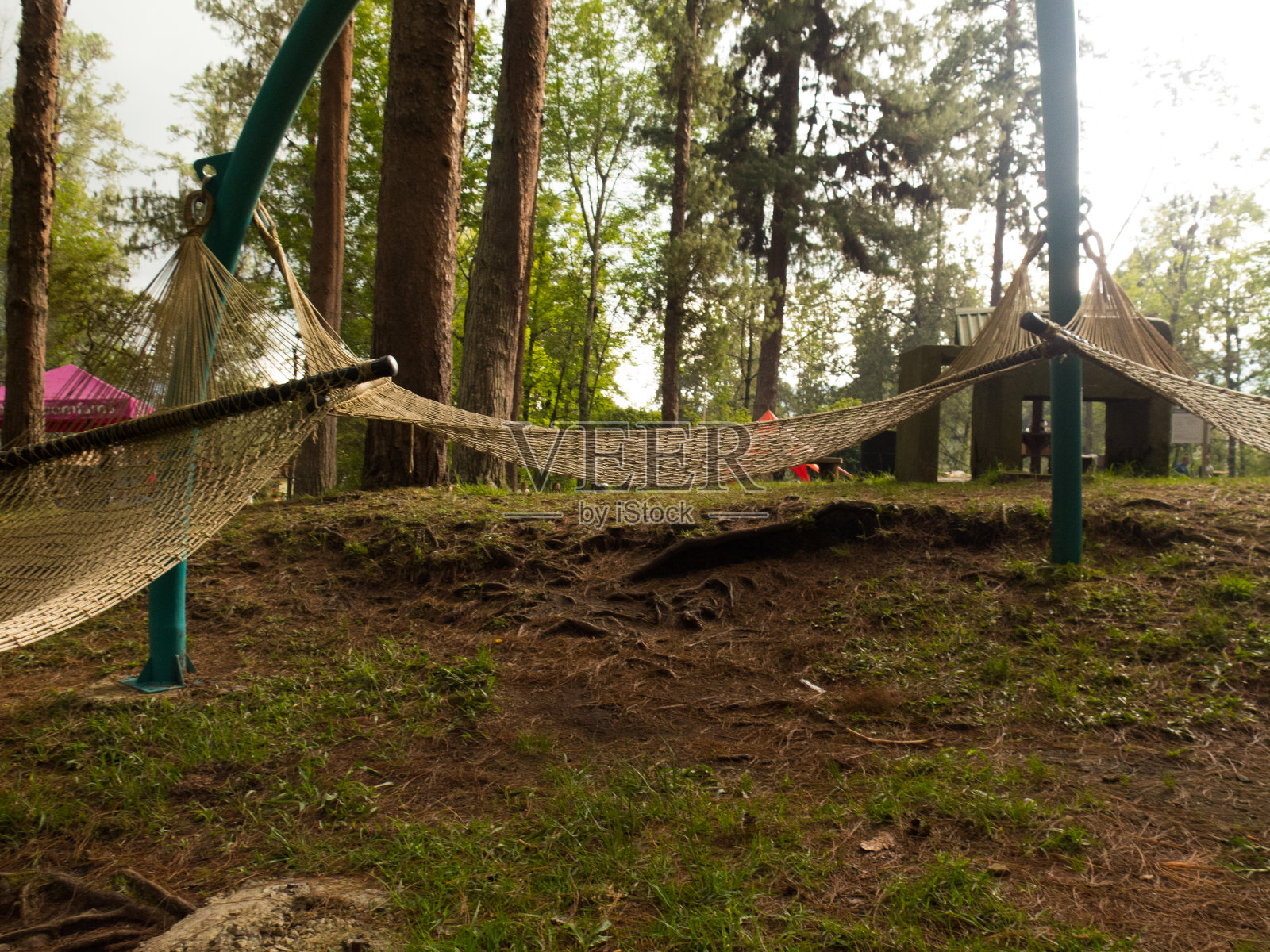 树木和小木屋之间有吊床的林地照片摄影图片