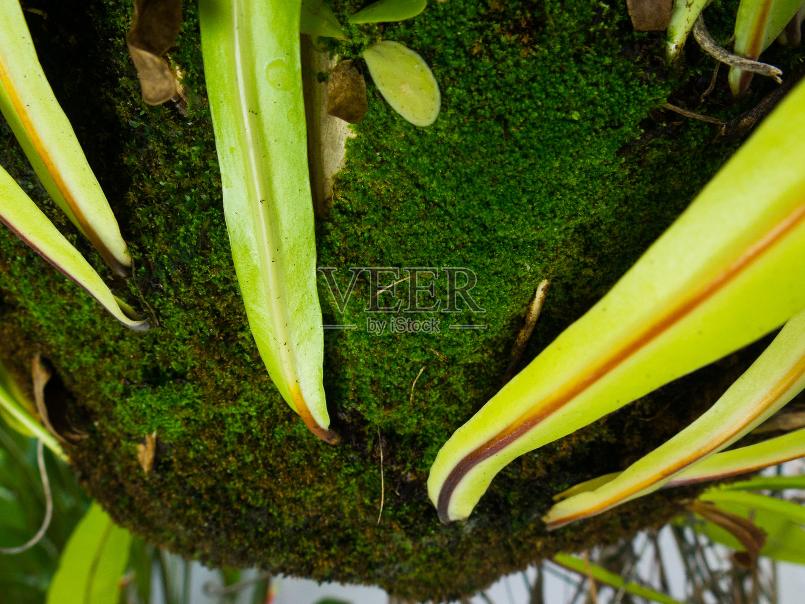 有叶植物上的苔藓特写照片摄影图片