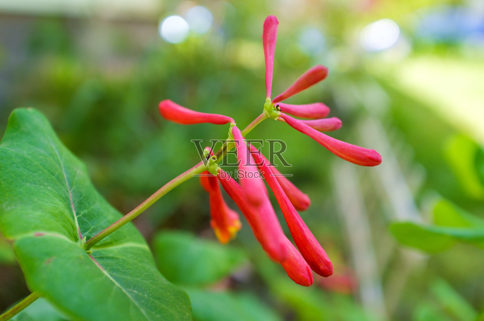 喇叭金银花花蕾照片摄影图片