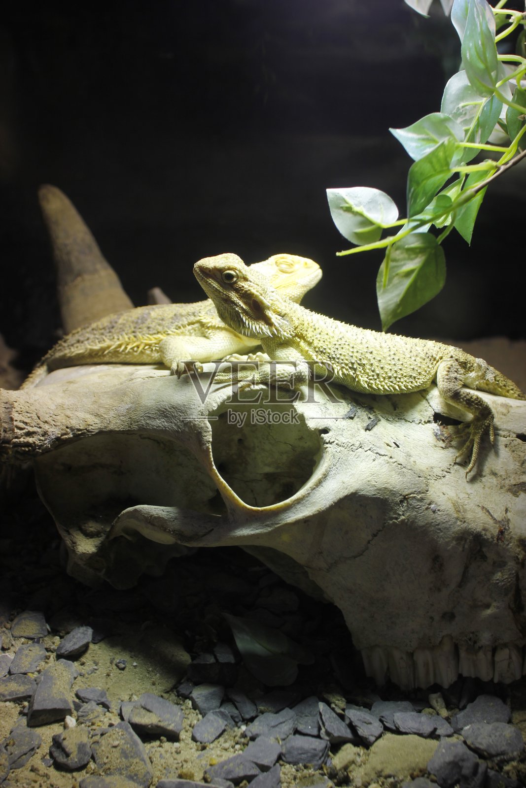 骷髅头上的两条胡须蜥蜴照片摄影图片